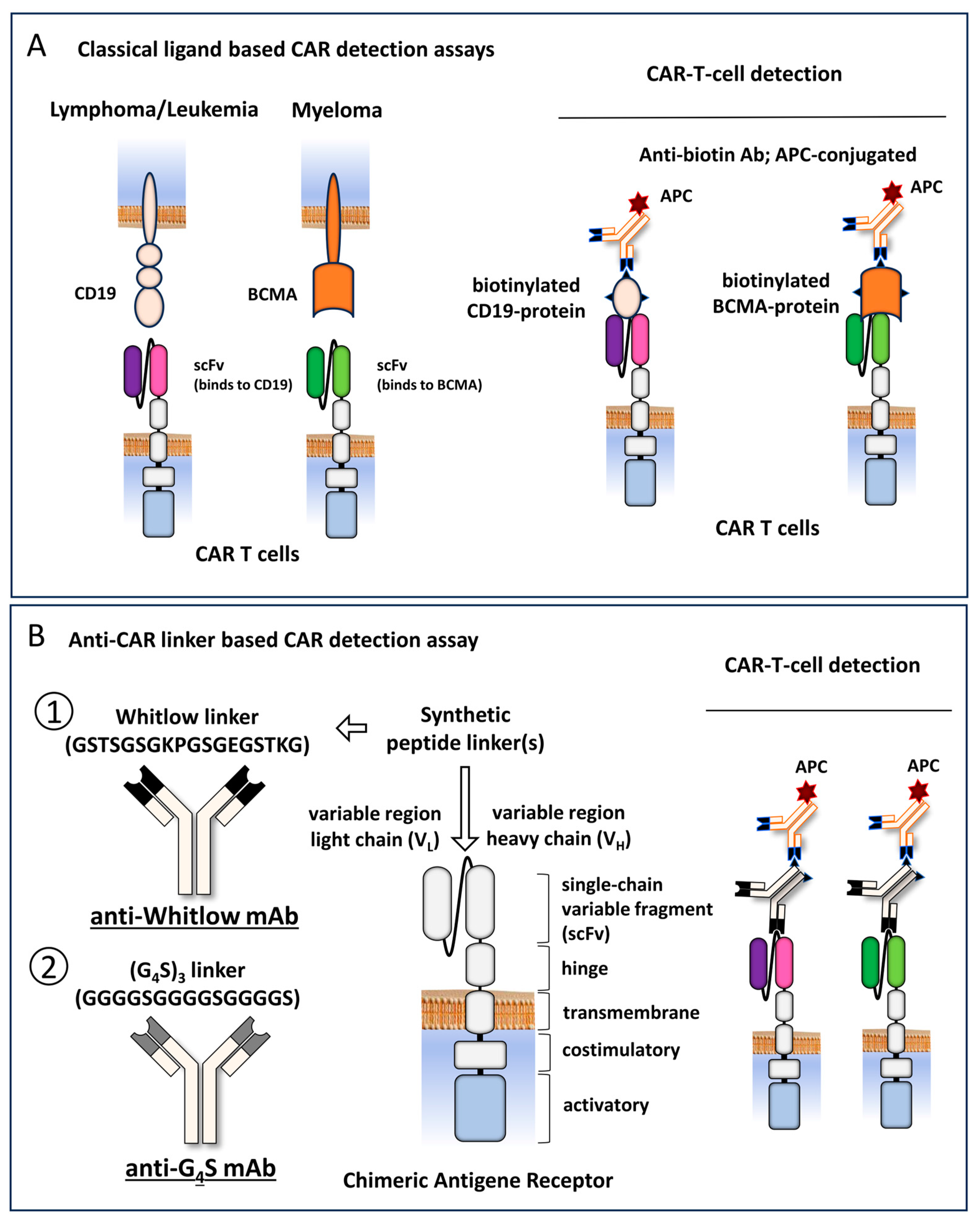 Biomedicines 12 01641 g001 Biomedicines 12 01641 g001