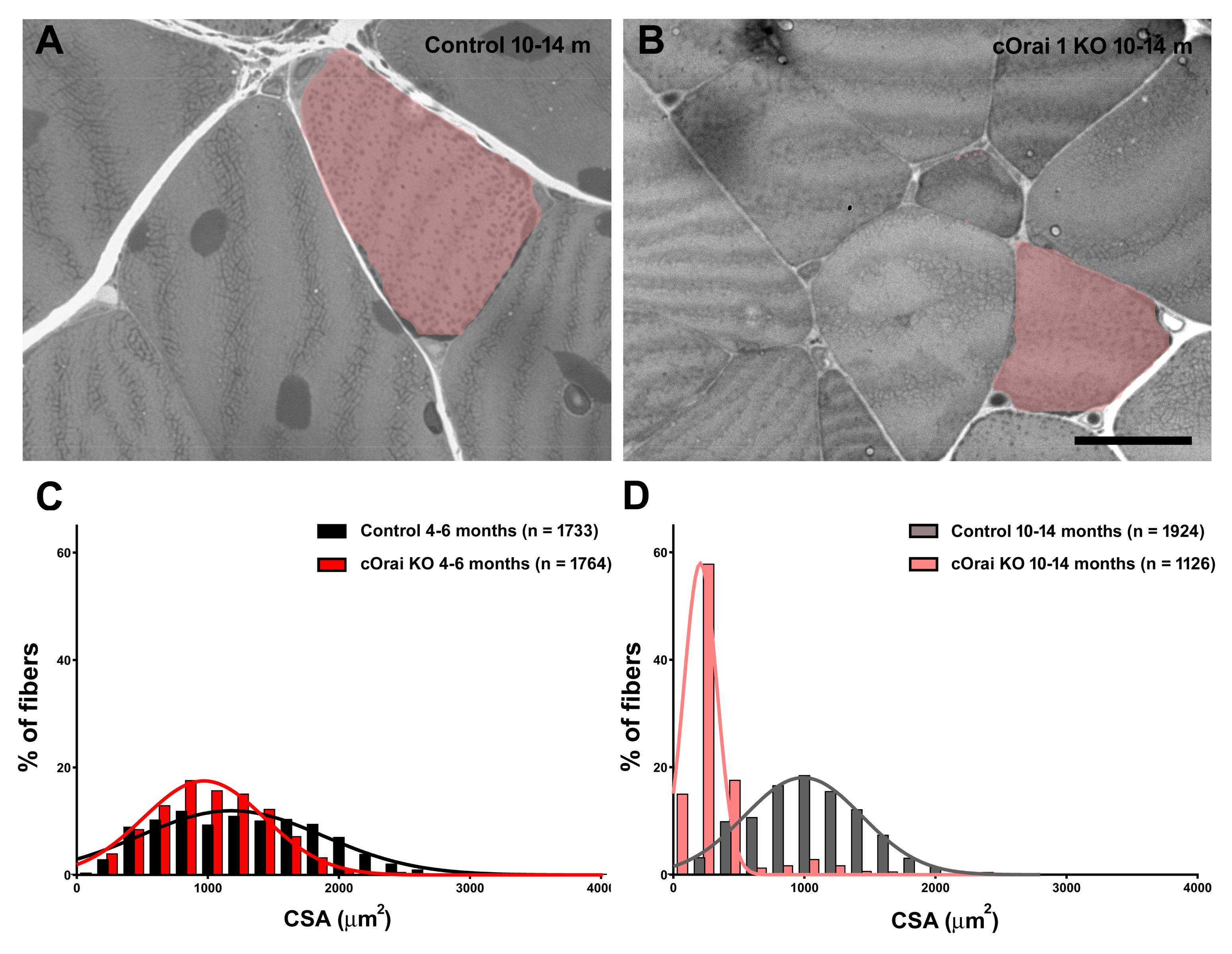 Biomedicines 12 01651 g003