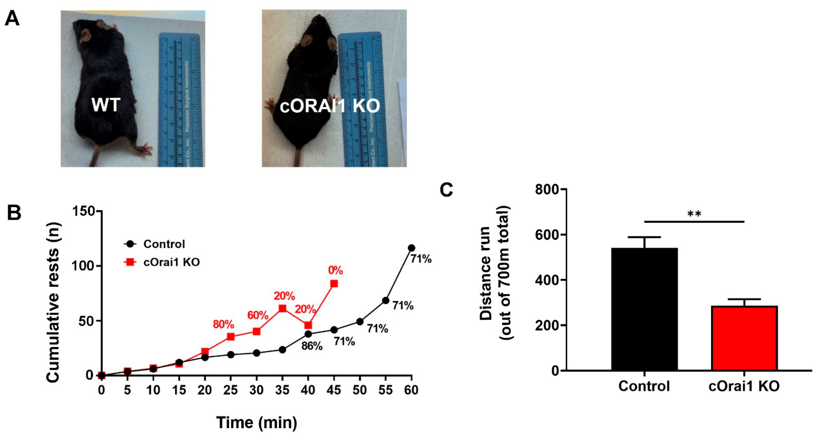 Biomedicines 12 01651 g004