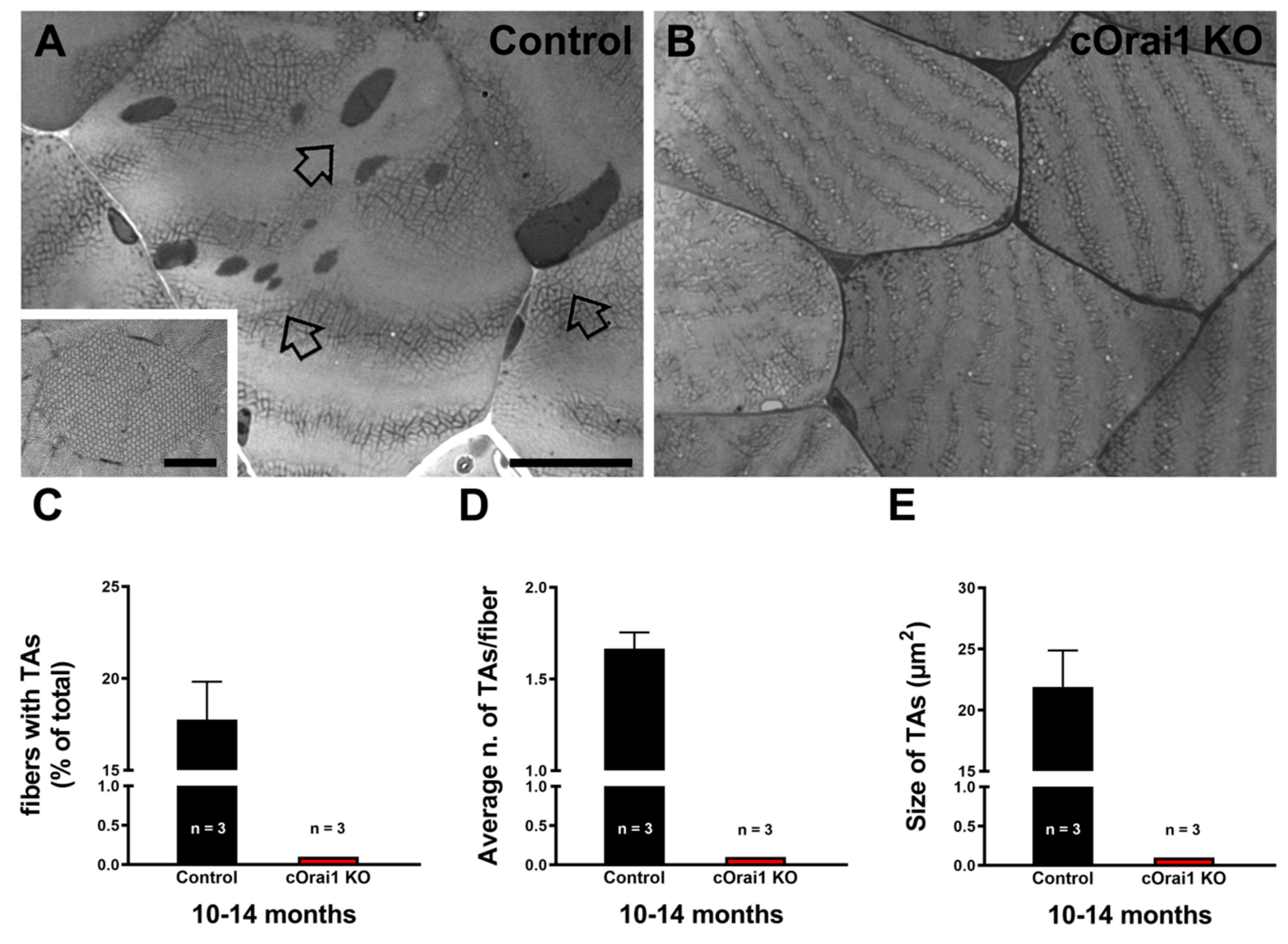 Biomedicines 12 01651 g007