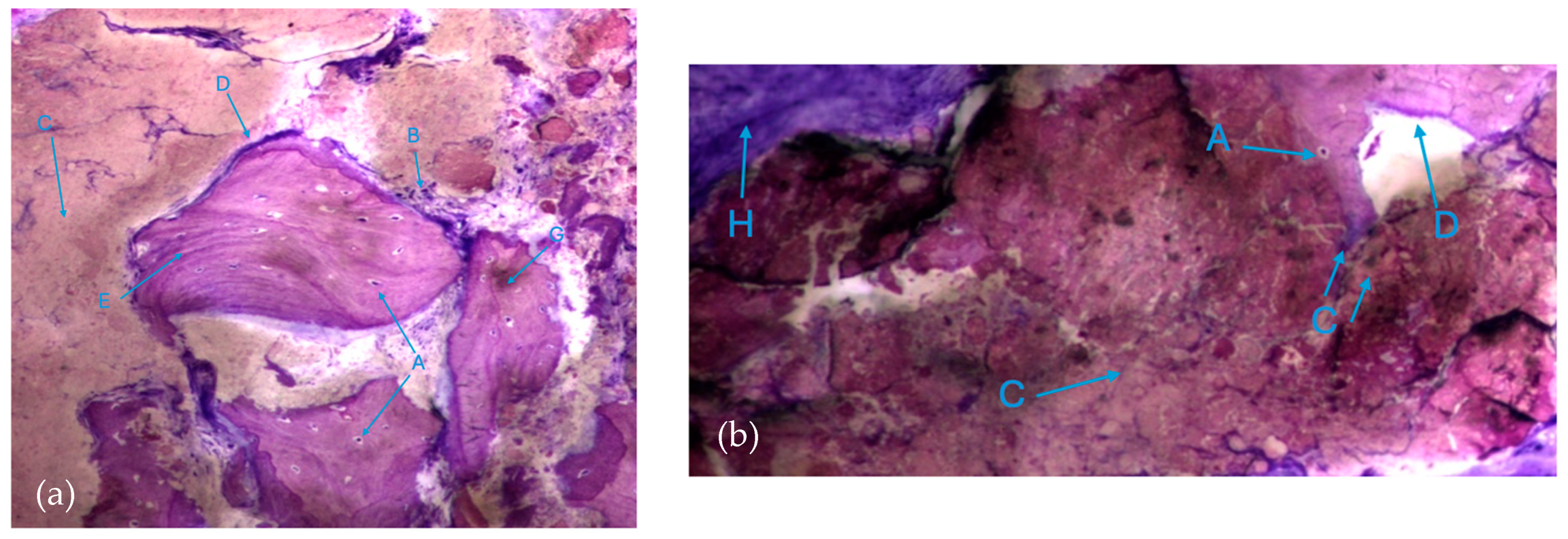 Biomedicines 12 01661 g006