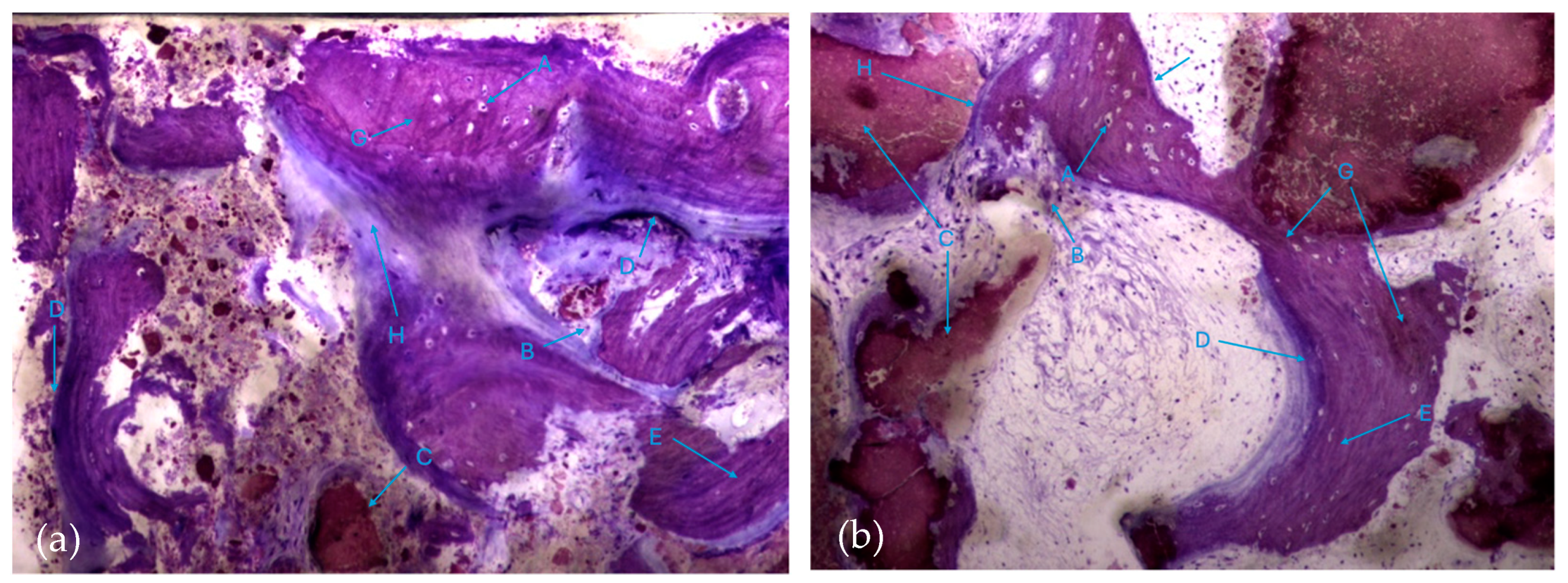 Biomedicines 12 01661 g007