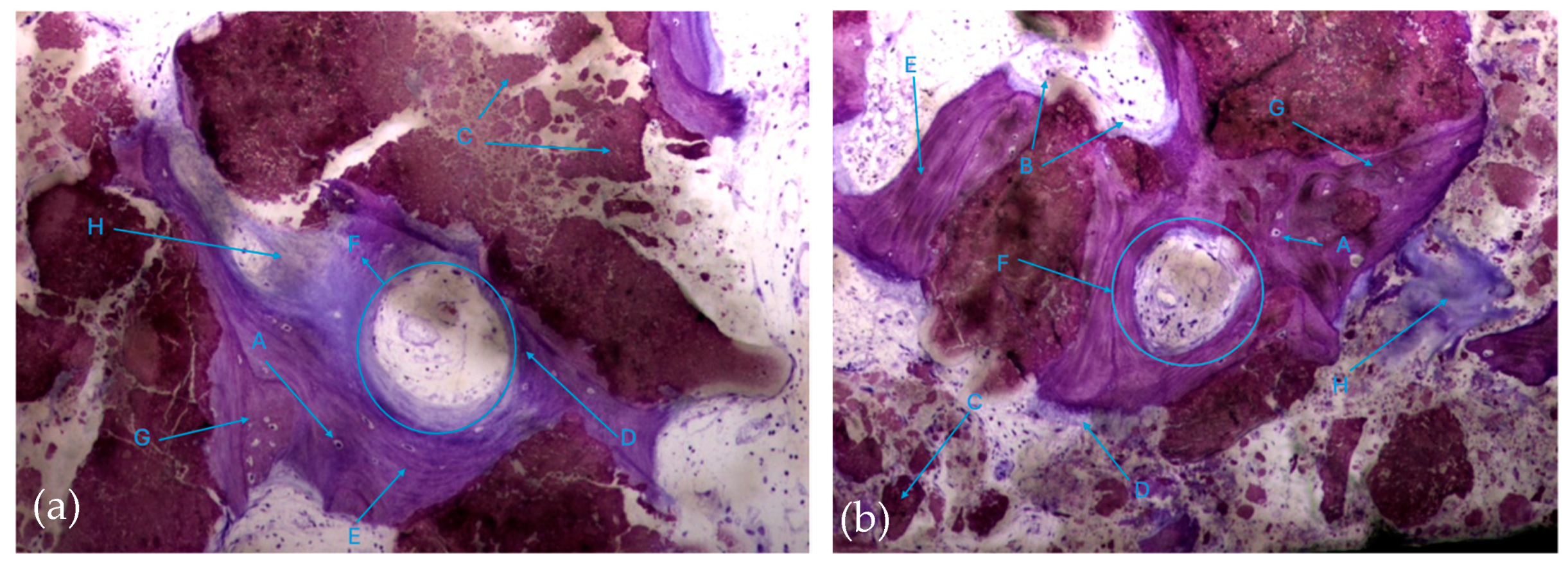 Biomedicines 12 01661 g008