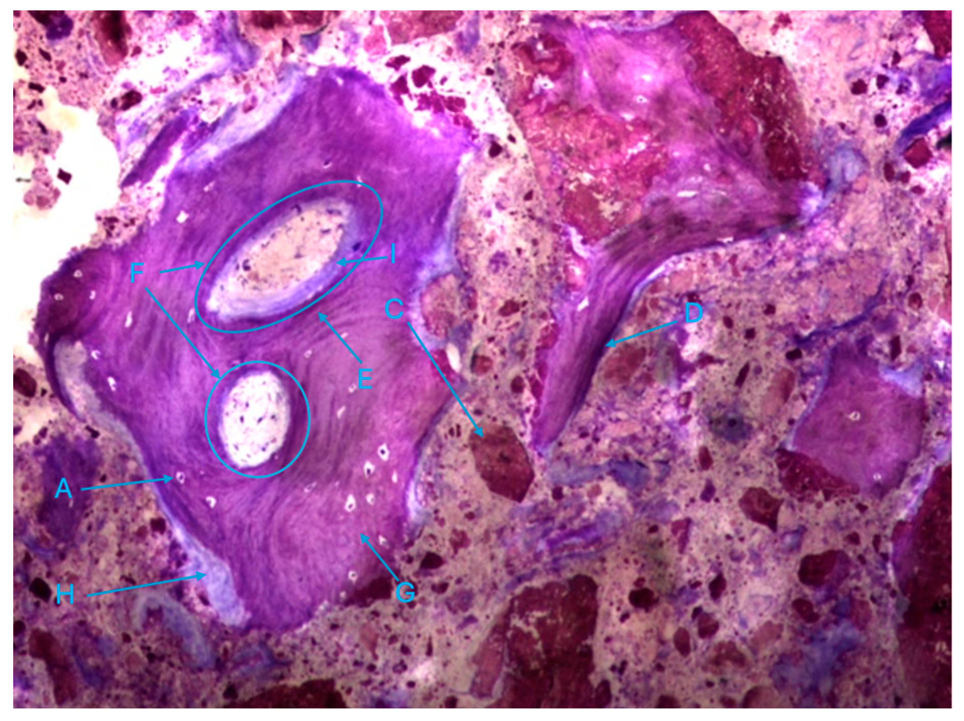 Biomedicines 12 01661 g011