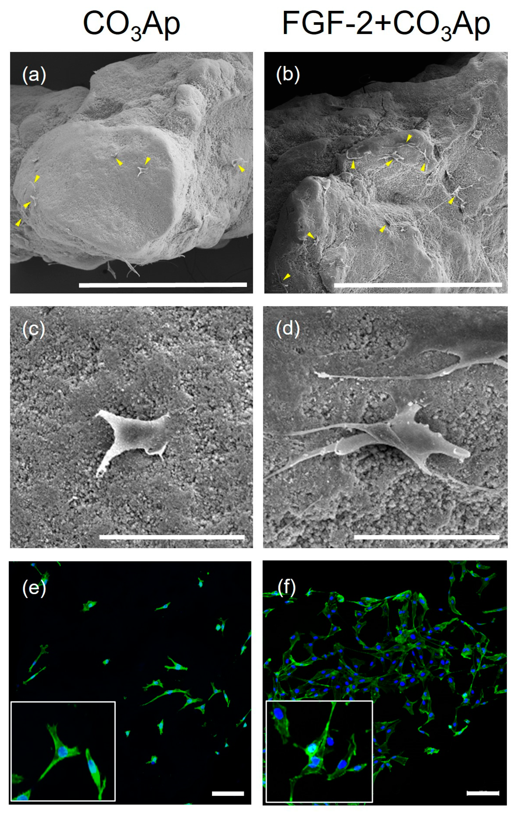 Biomedicines 12 01664 g005