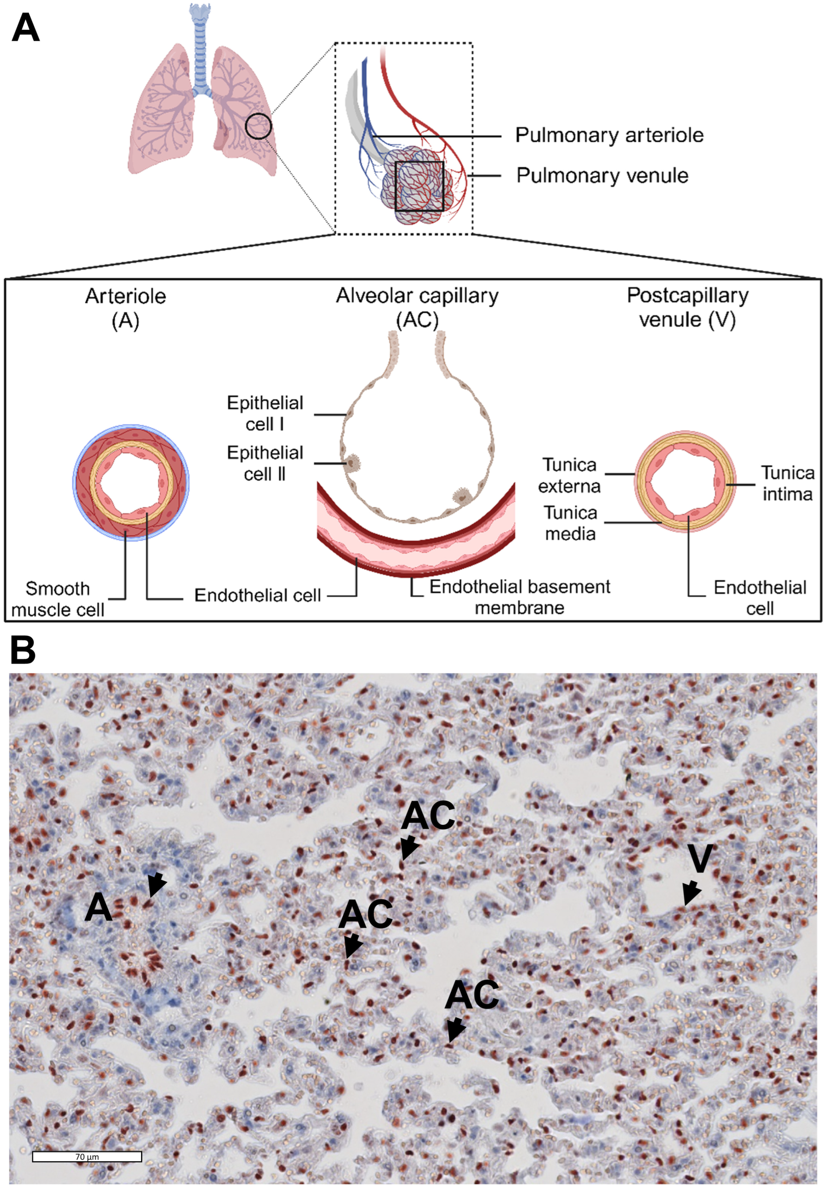 Biomedicines 12 01672 g001