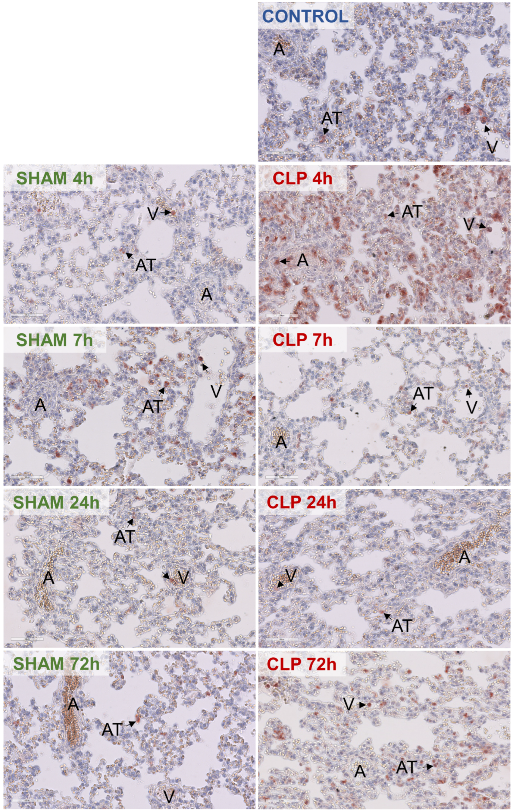 Biomedicines 12 01672 g007