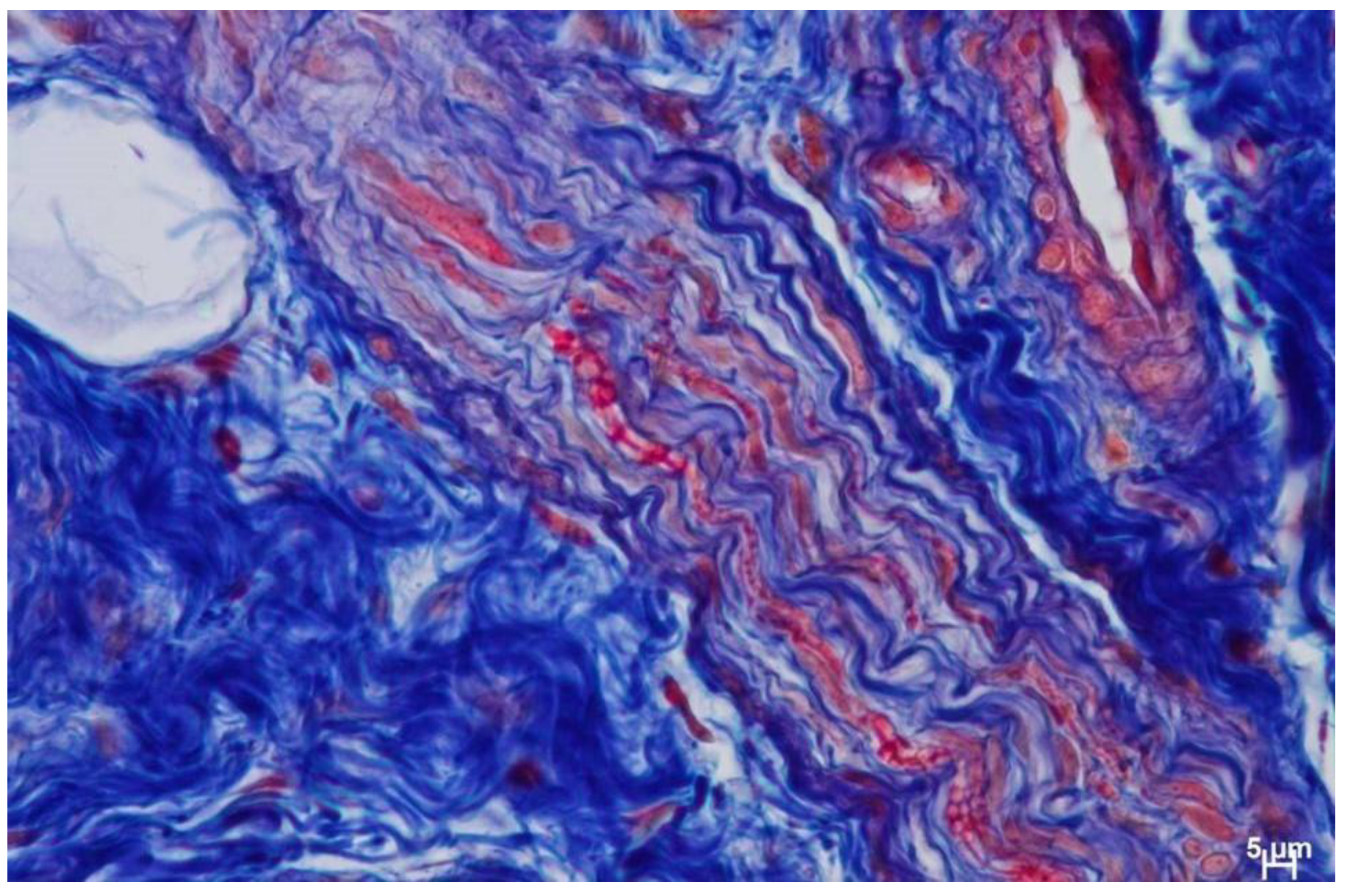 Biomedicines 12 01688 g009