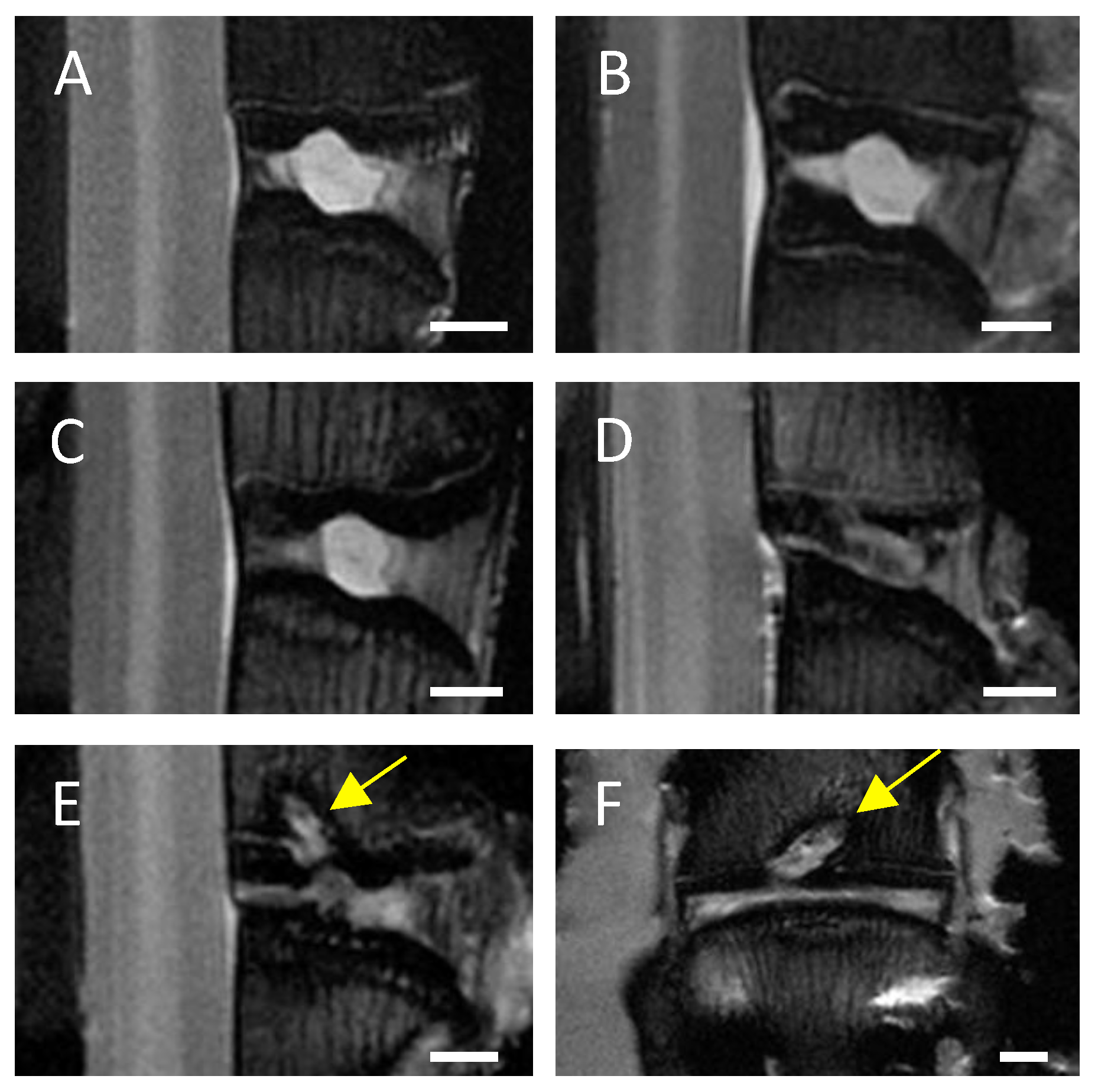 Biomedicines 12 01692 g002 Biomedicines 12 01692 g002