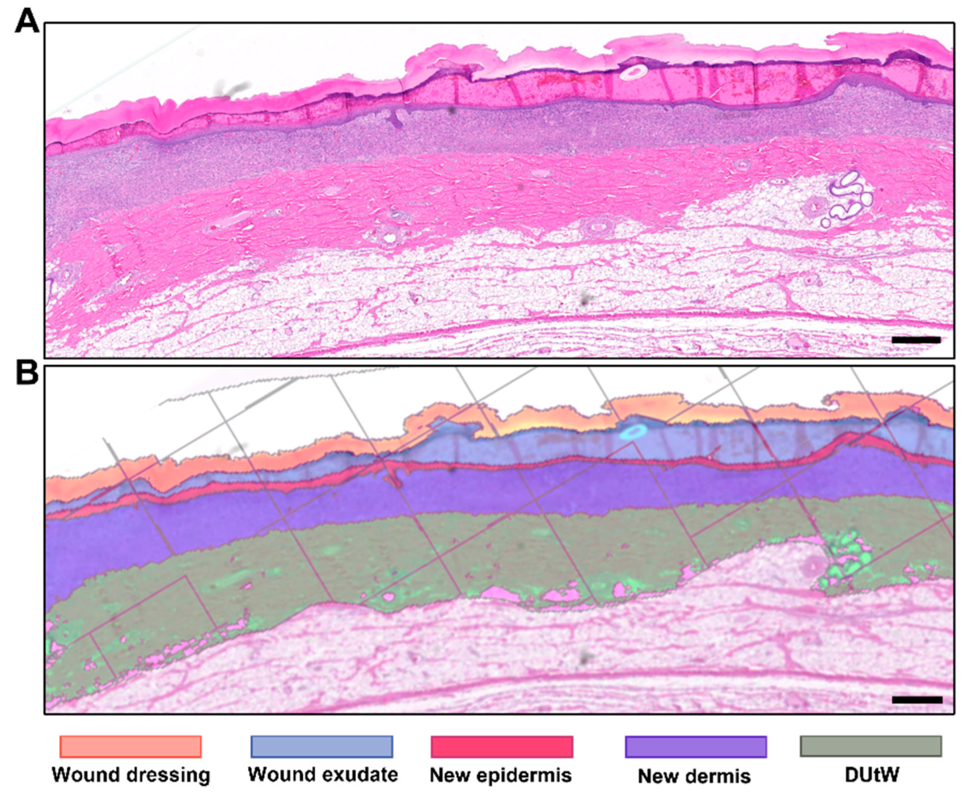 Biomedicines 12 01697 g002 Biomedicines 12 01697 g002