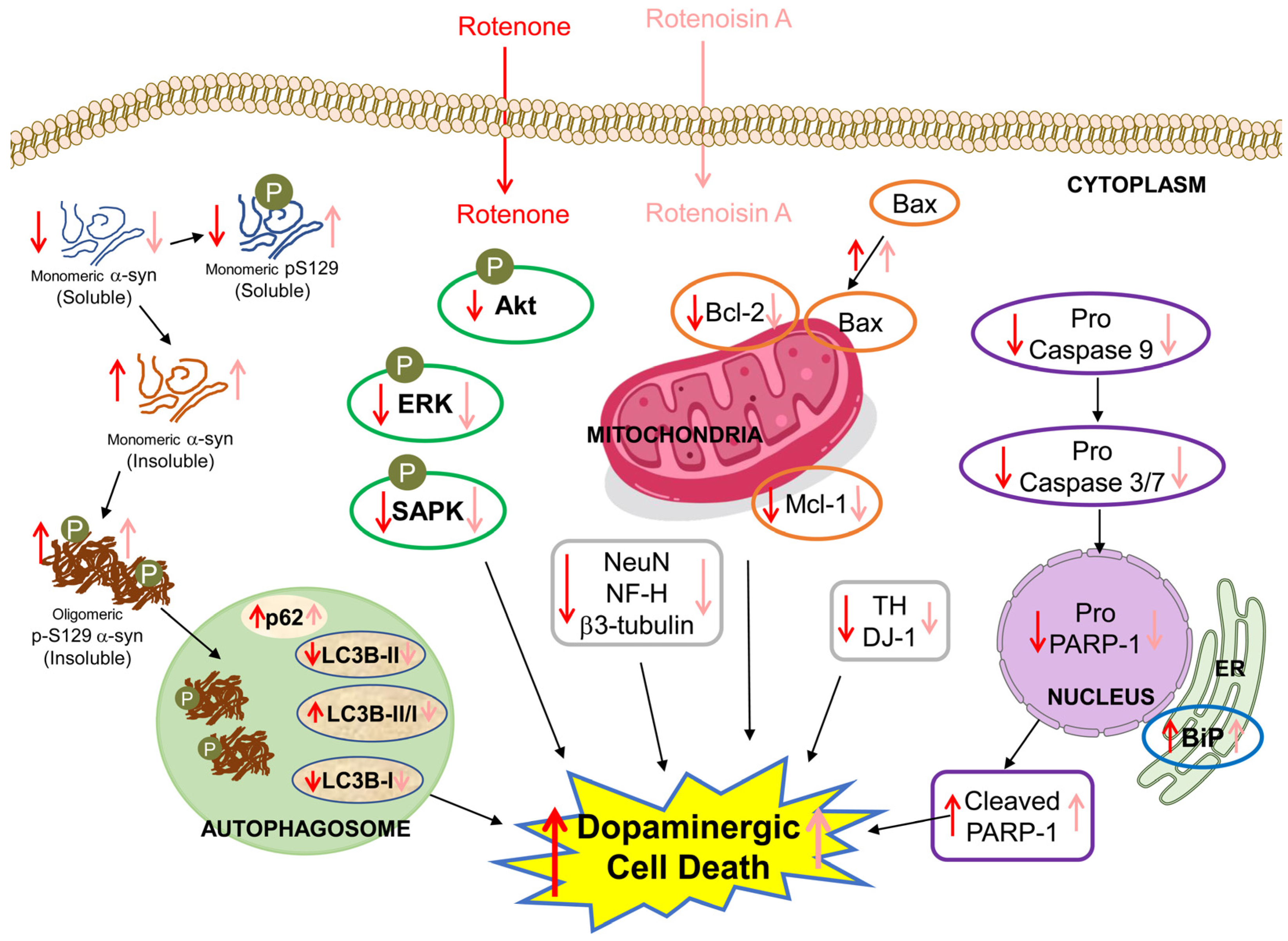 Biomedicines 12 01703 g010