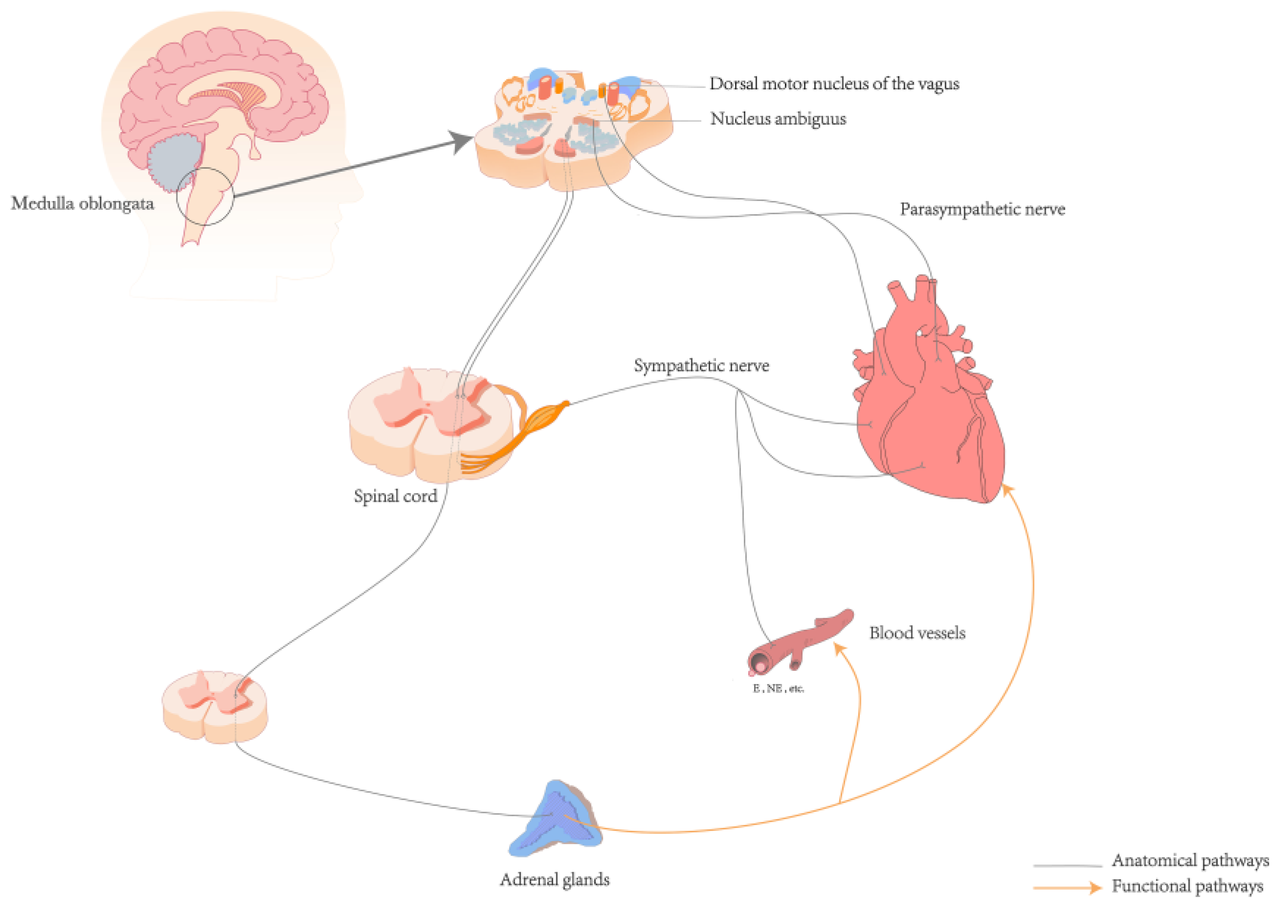 Biomedicines 12 01719 g001
