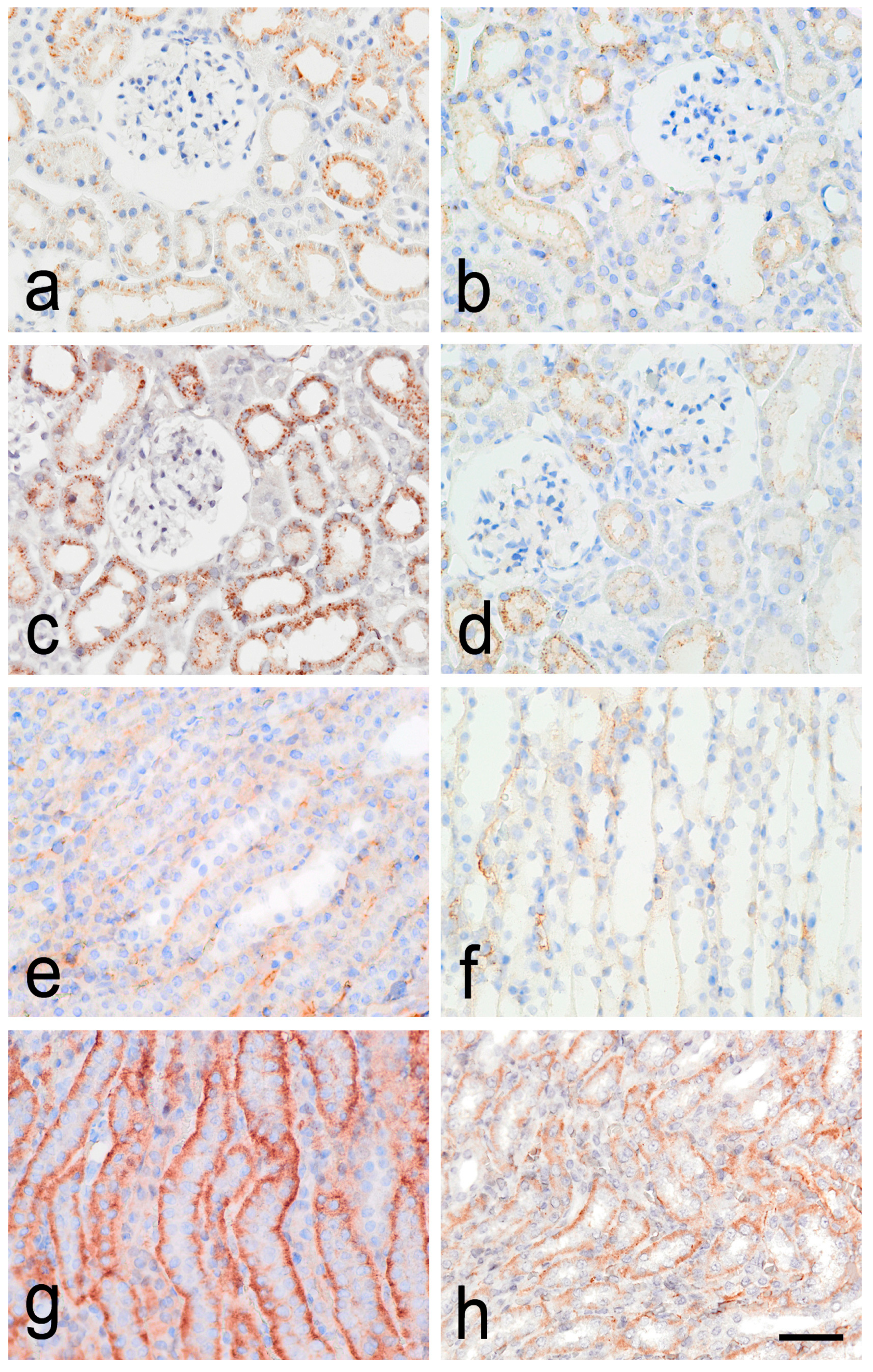 Biomedicines 12 01723 g001