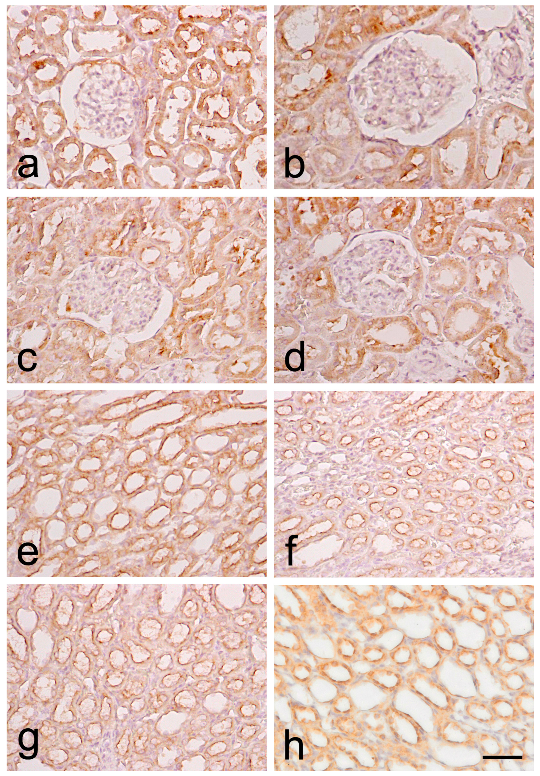Biomedicines 12 01723 g003