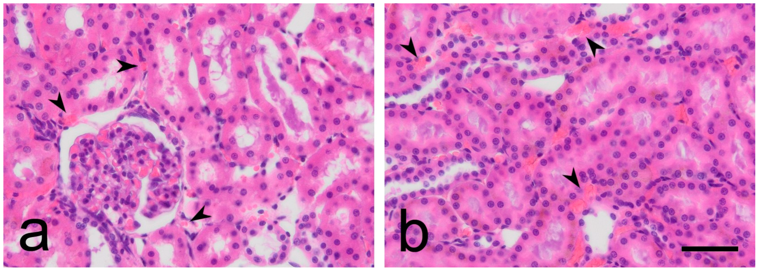 Biomedicines 12 01723 g004