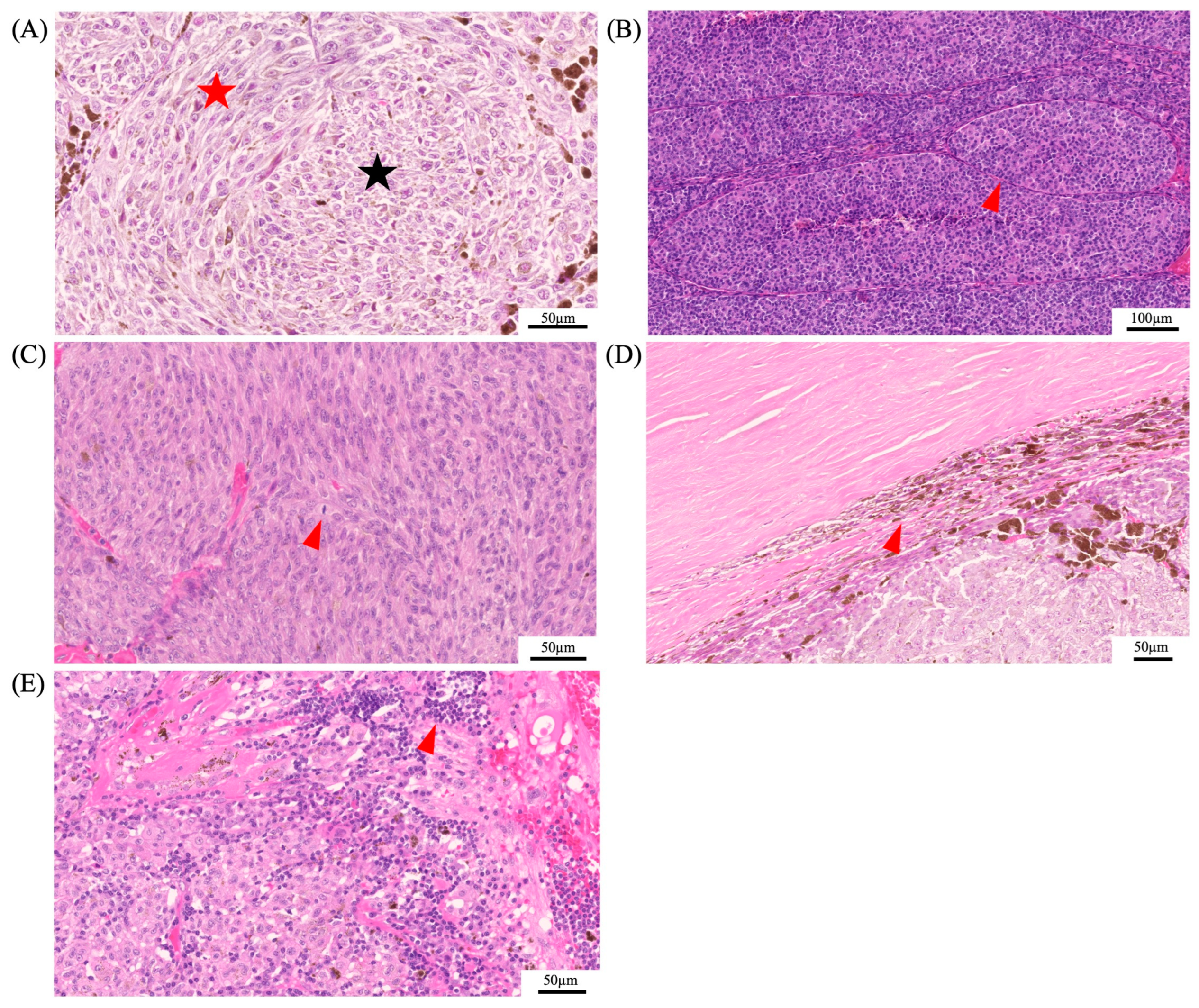 Biomedicines 12 01758 g005