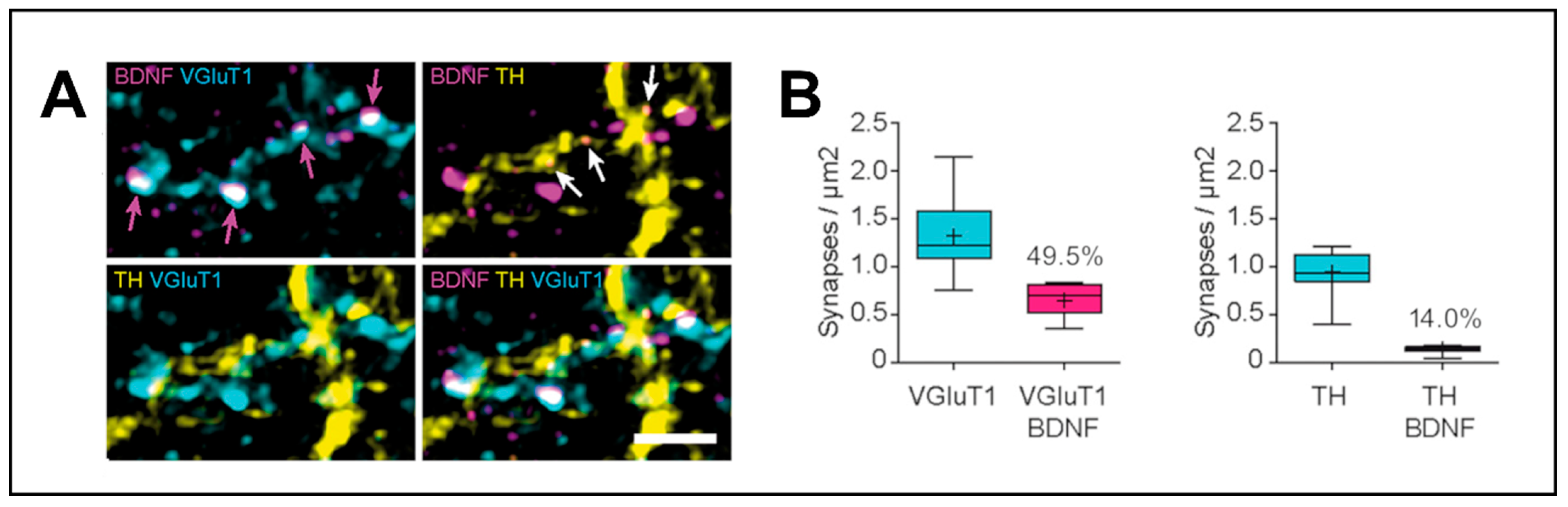 Biomedicines 12 01761 g001