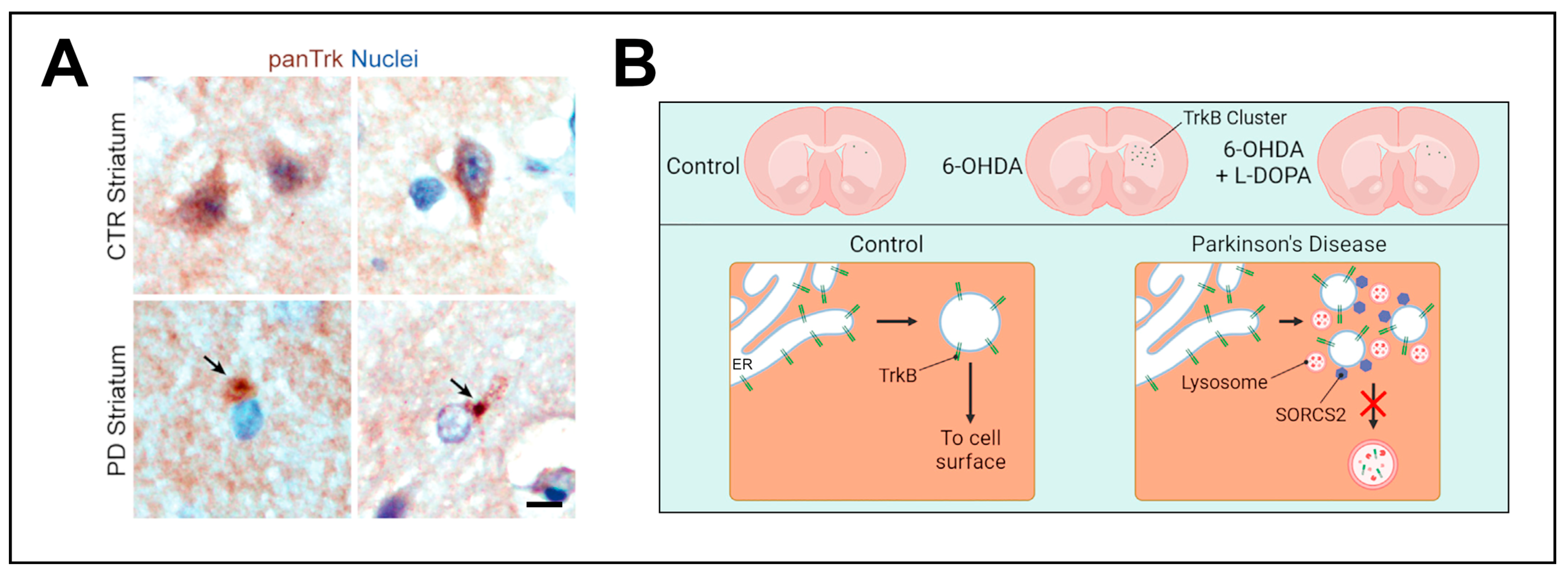 Biomedicines 12 01761 g003