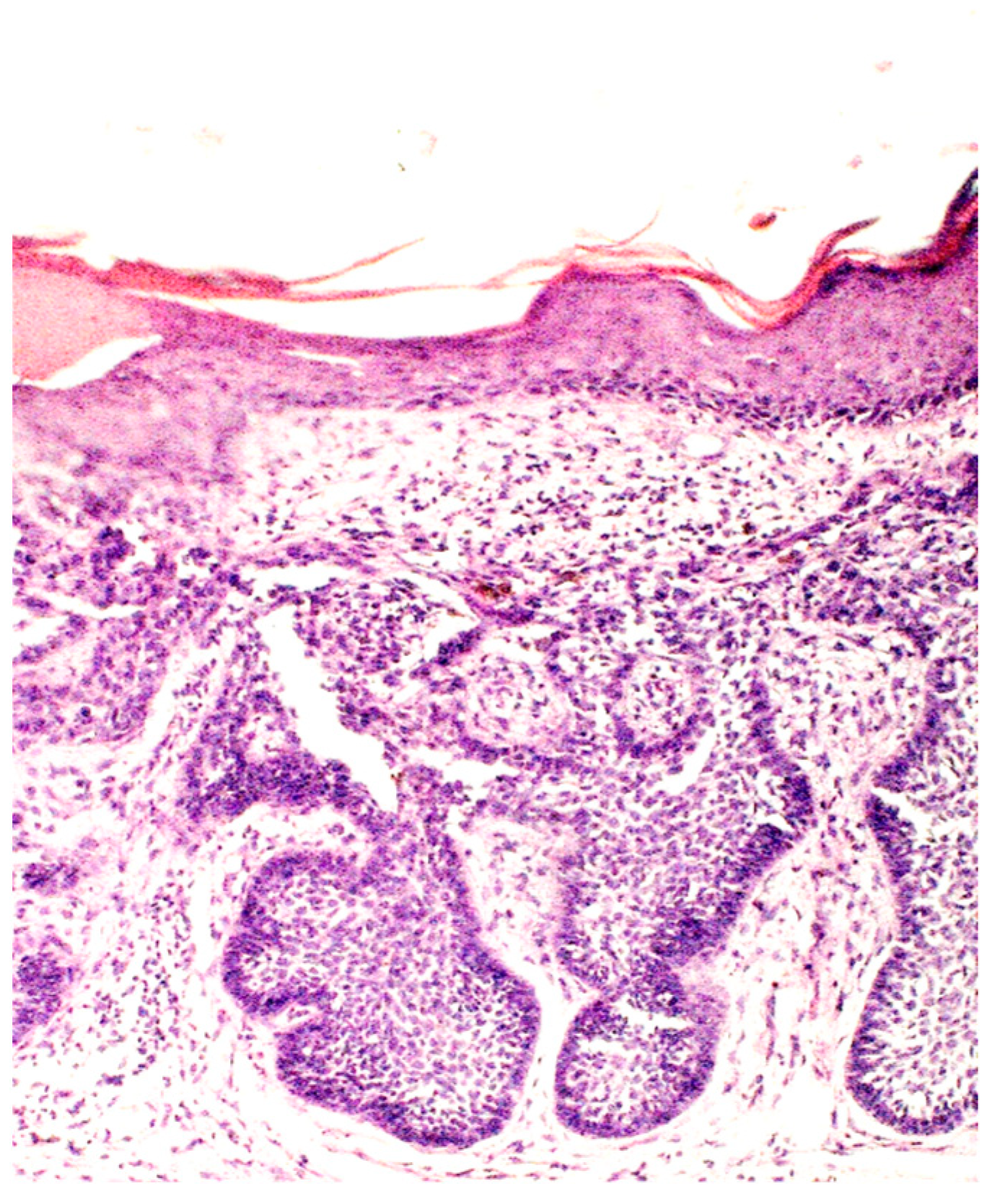 Biomedicines 12 01769 g003