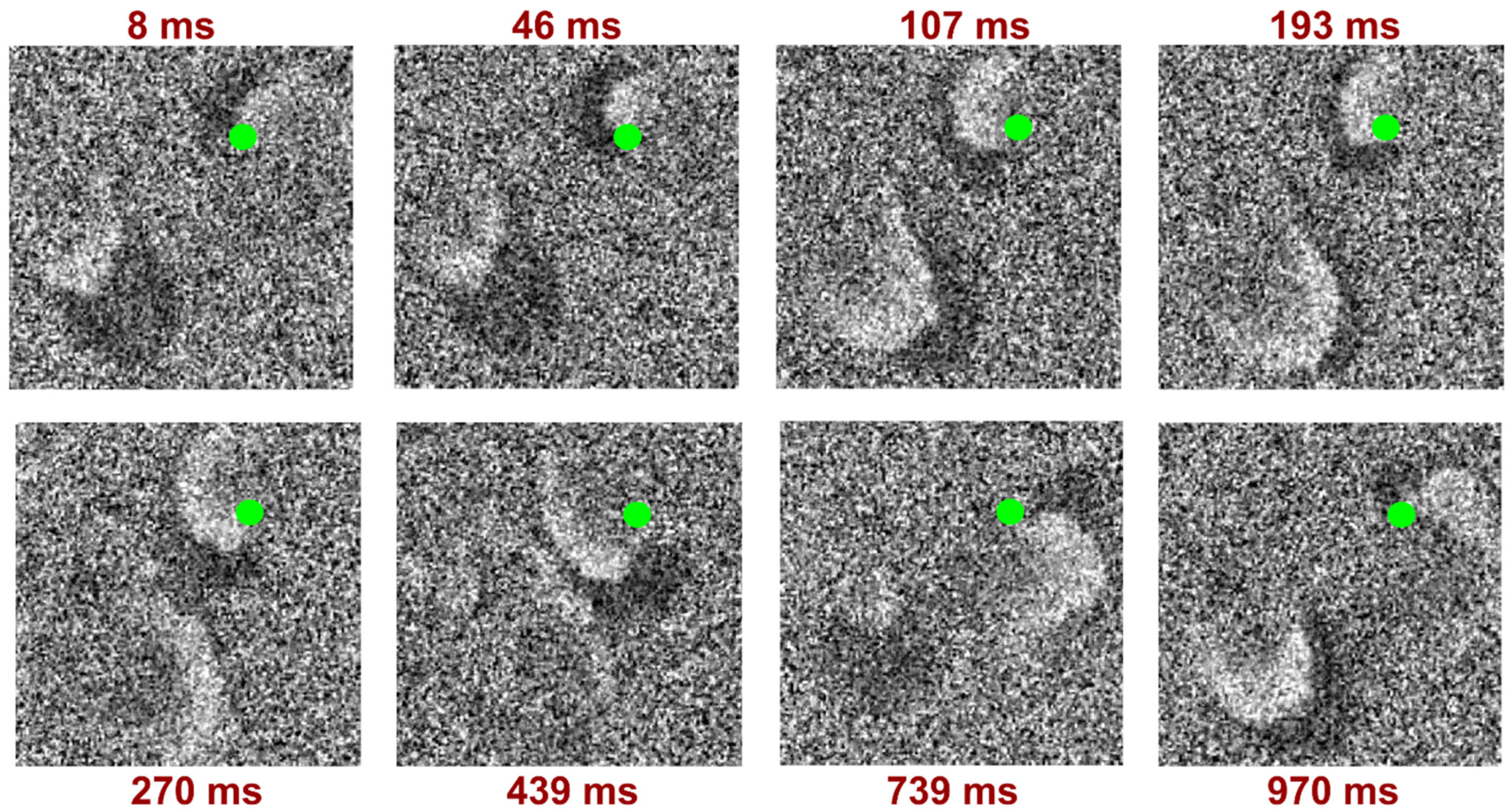 Biomedicines 12 01770 g004