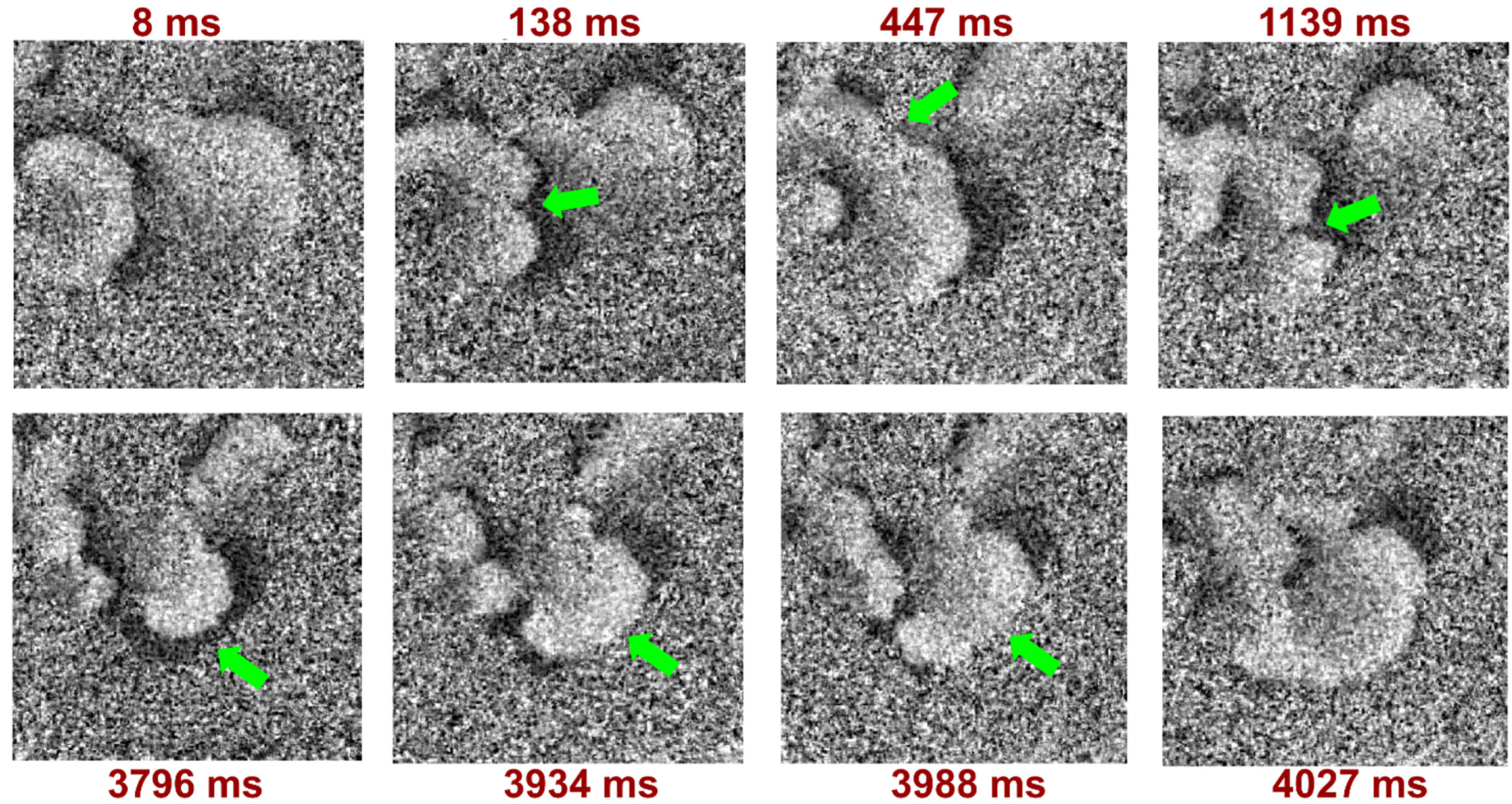 Biomedicines 12 01770 g005