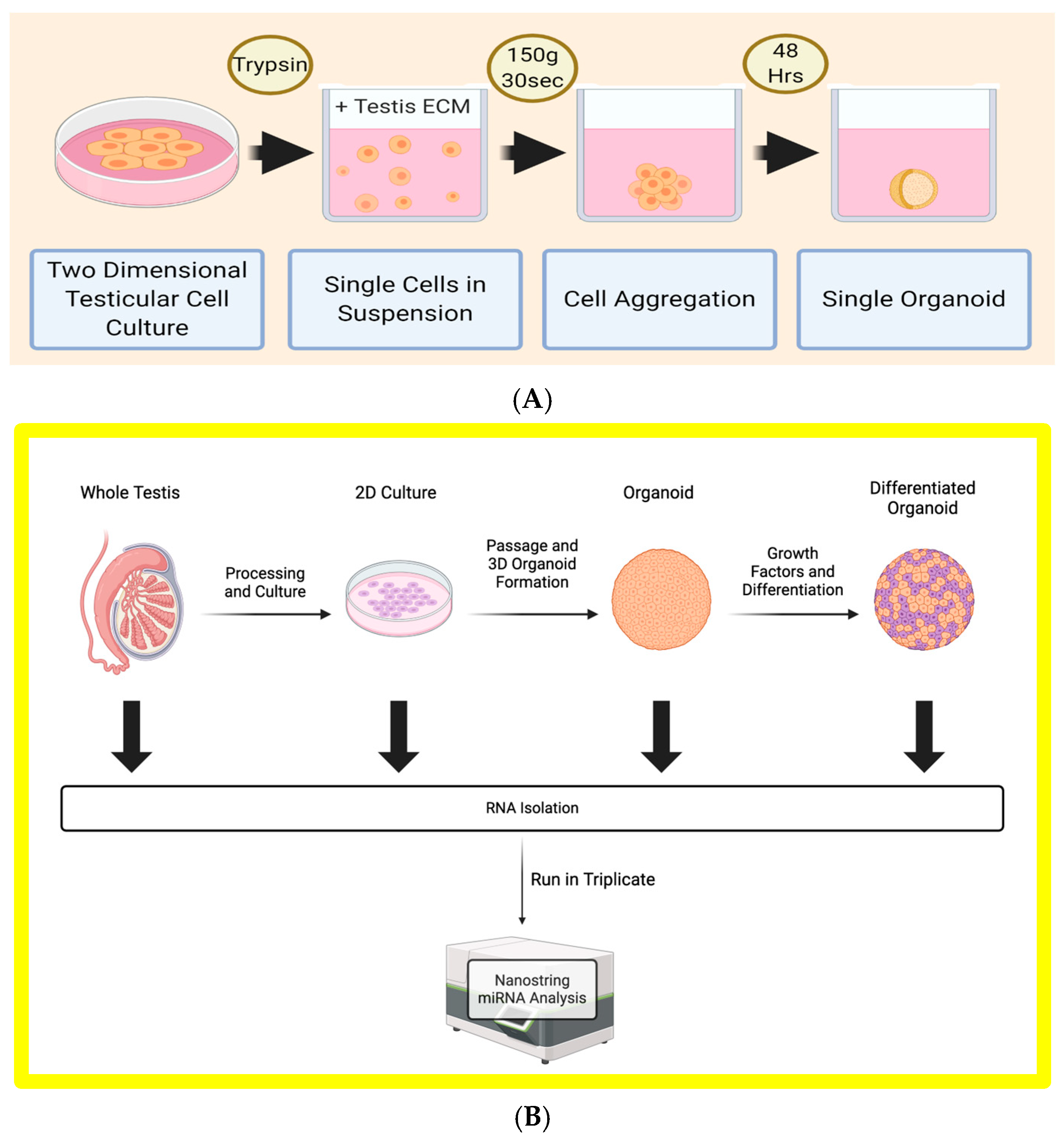 Biomedicines 12 01774 g002