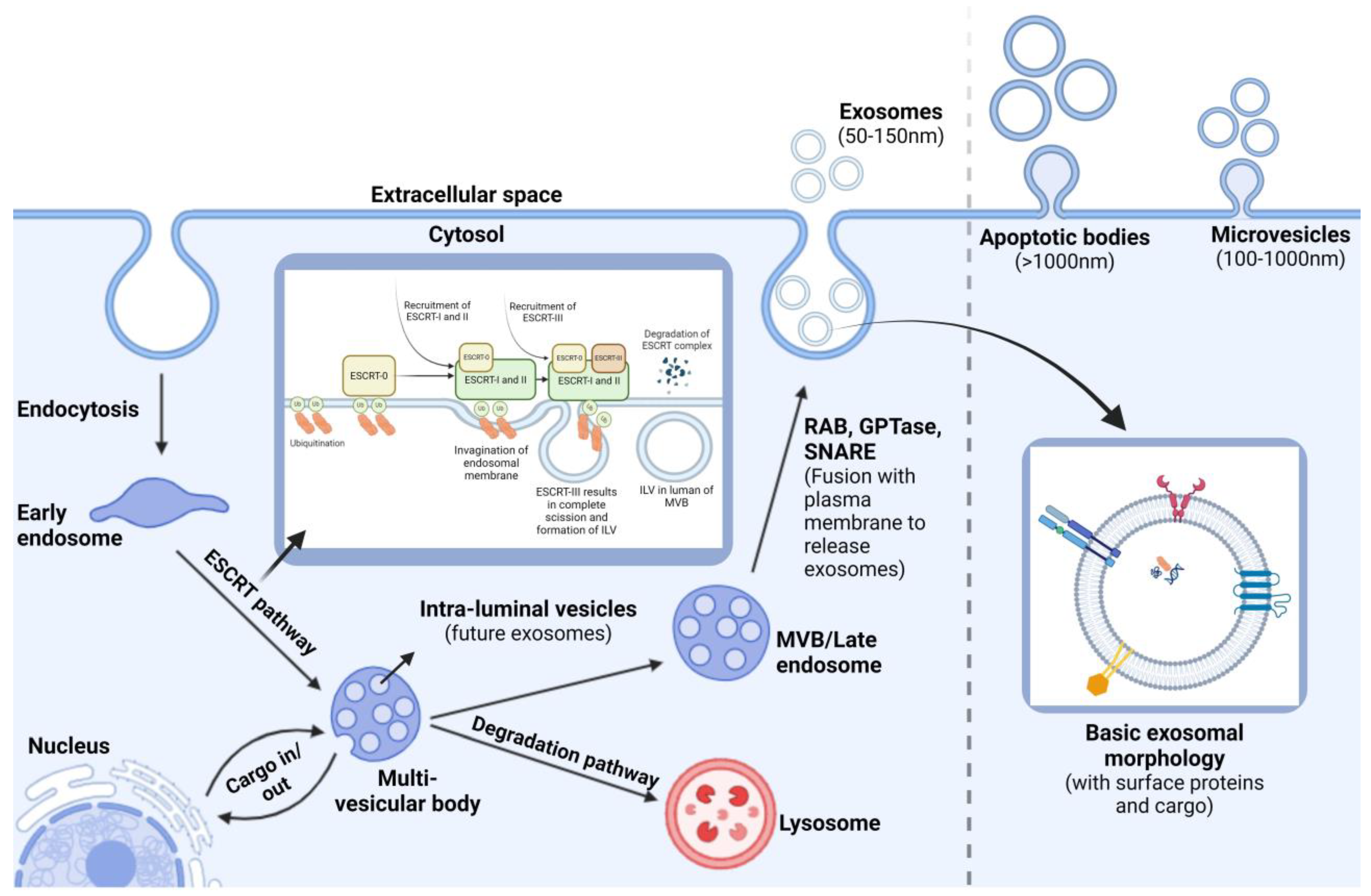 Biomedicines 12 01809 g002 Biomedicines 12 01809 g002