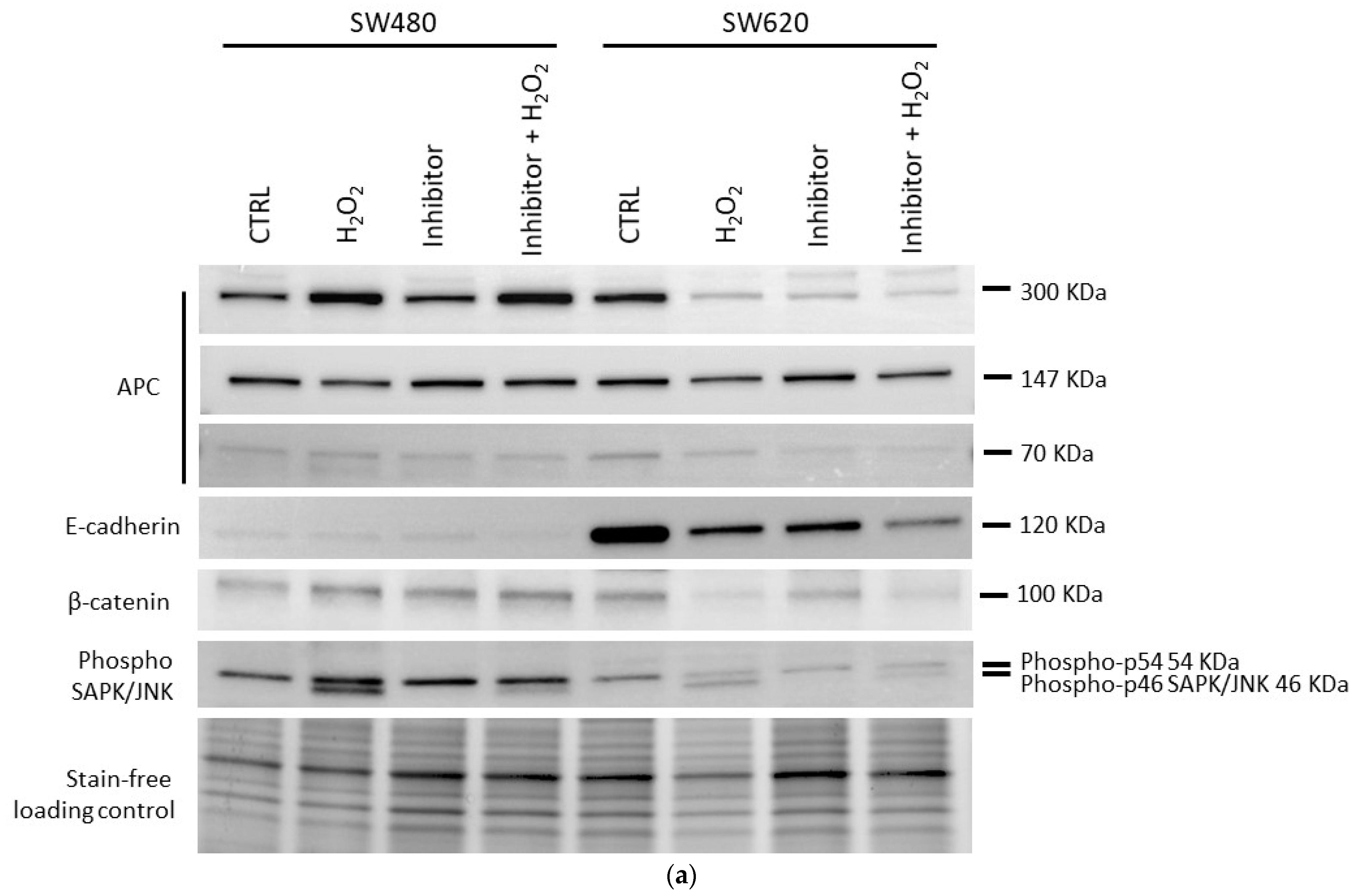 Biomedicines 12 01816 g005a