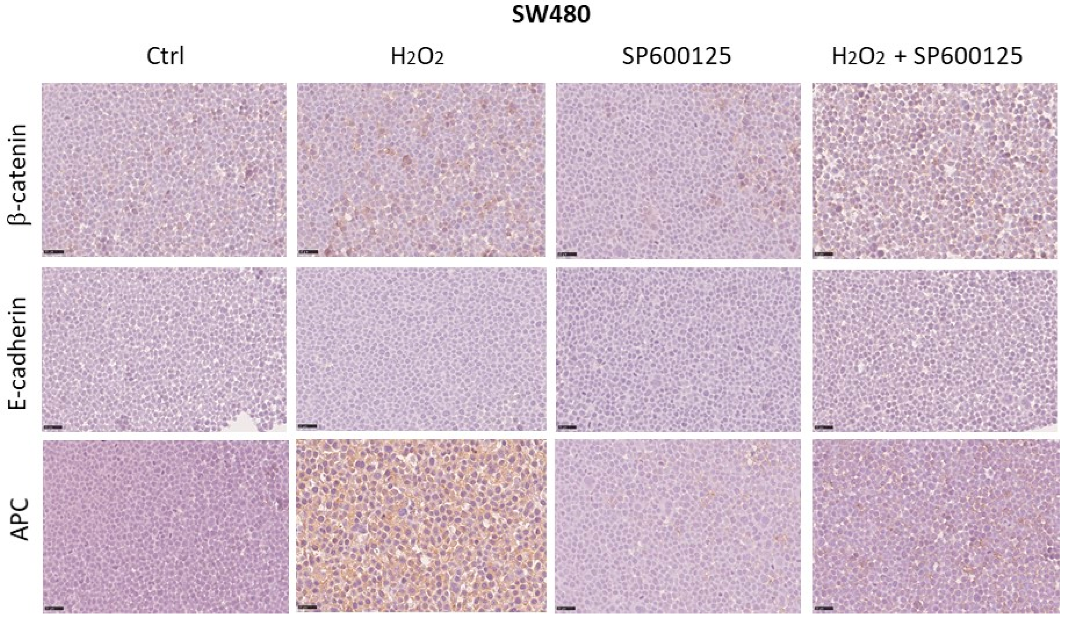 Biomedicines 12 01816 g006