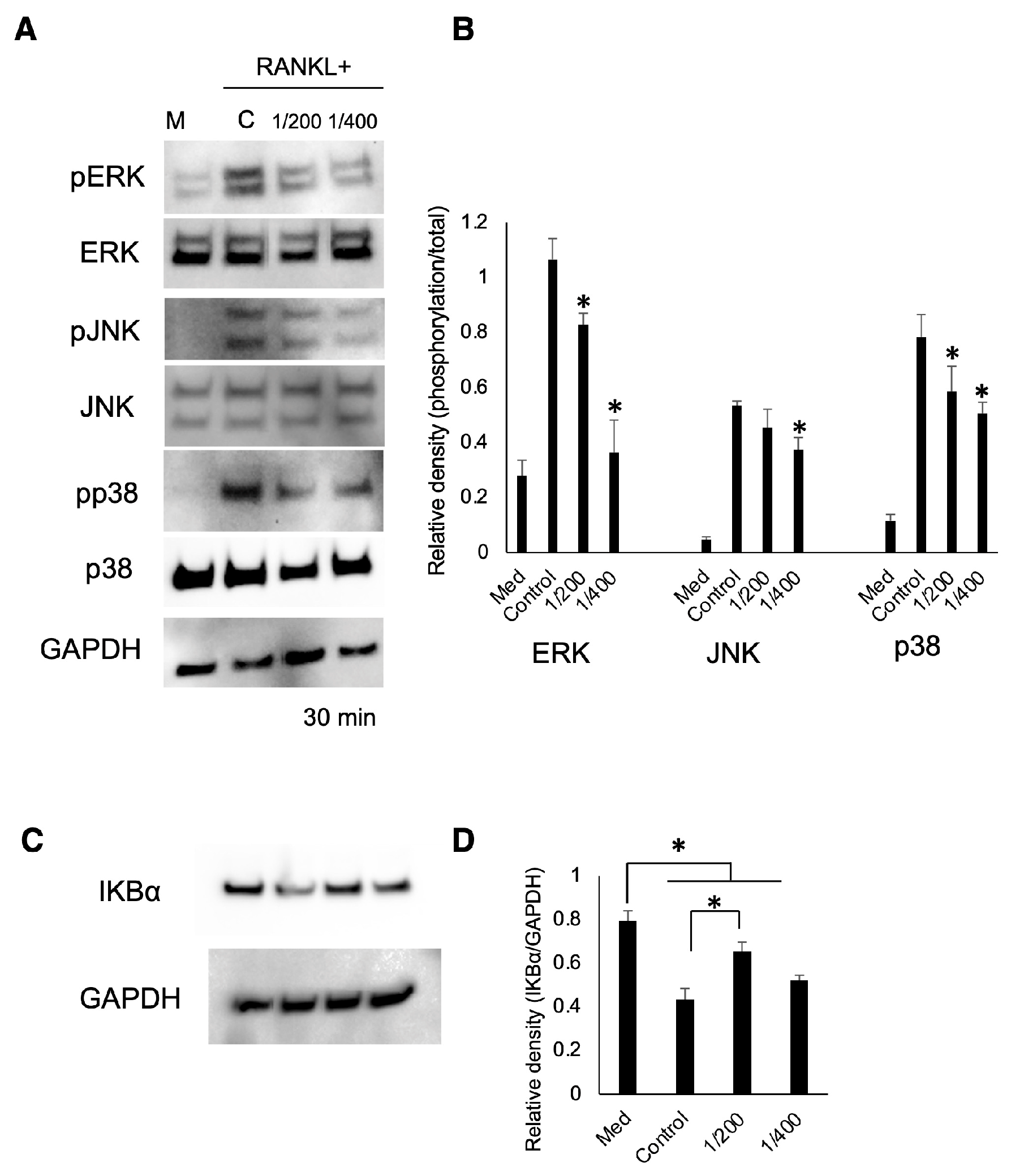 Biomedicines 12 01835 g005 Biomedicines 12 01835 g005