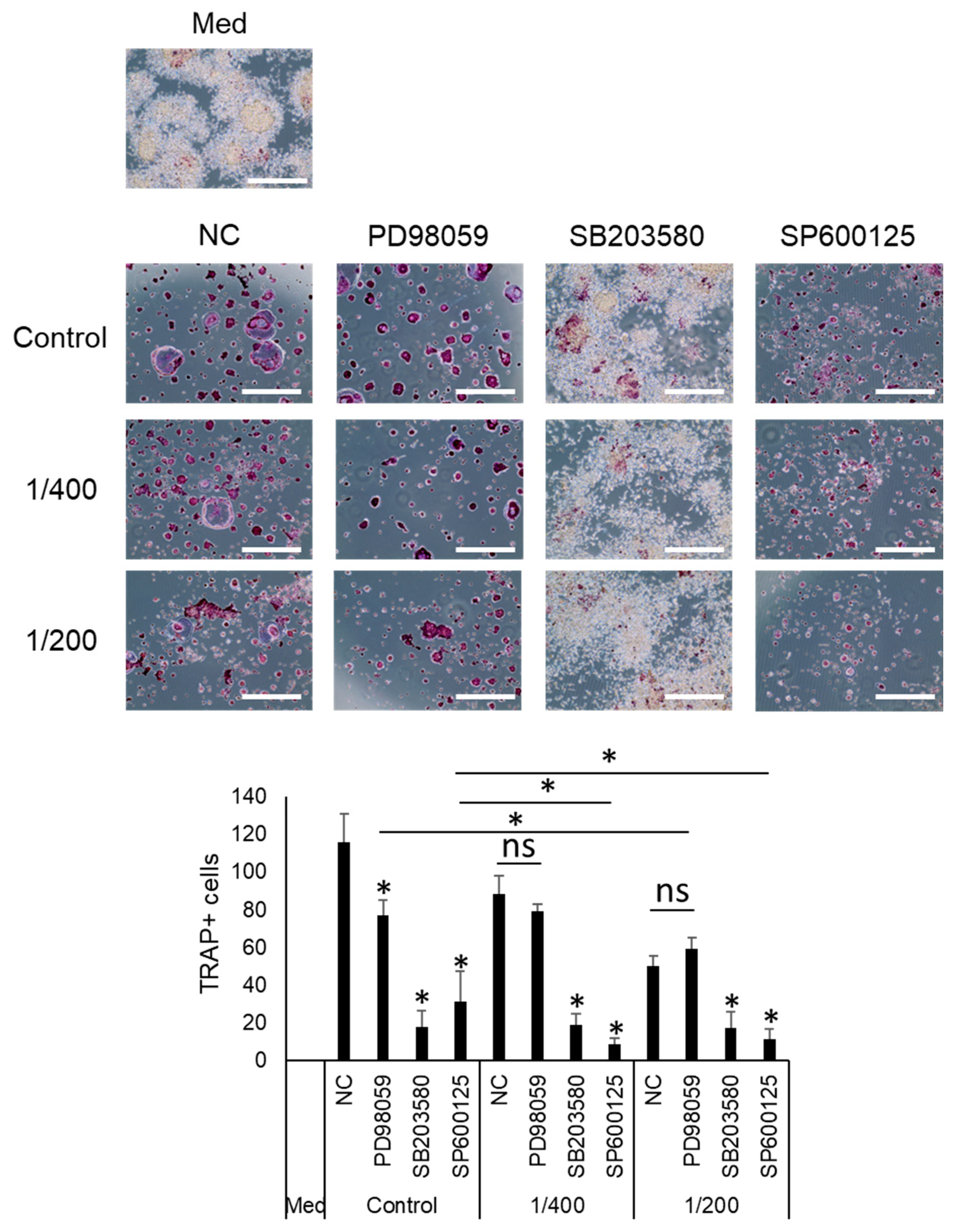 Biomedicines 12 01835 g007 Biomedicines 12 01835 g007
