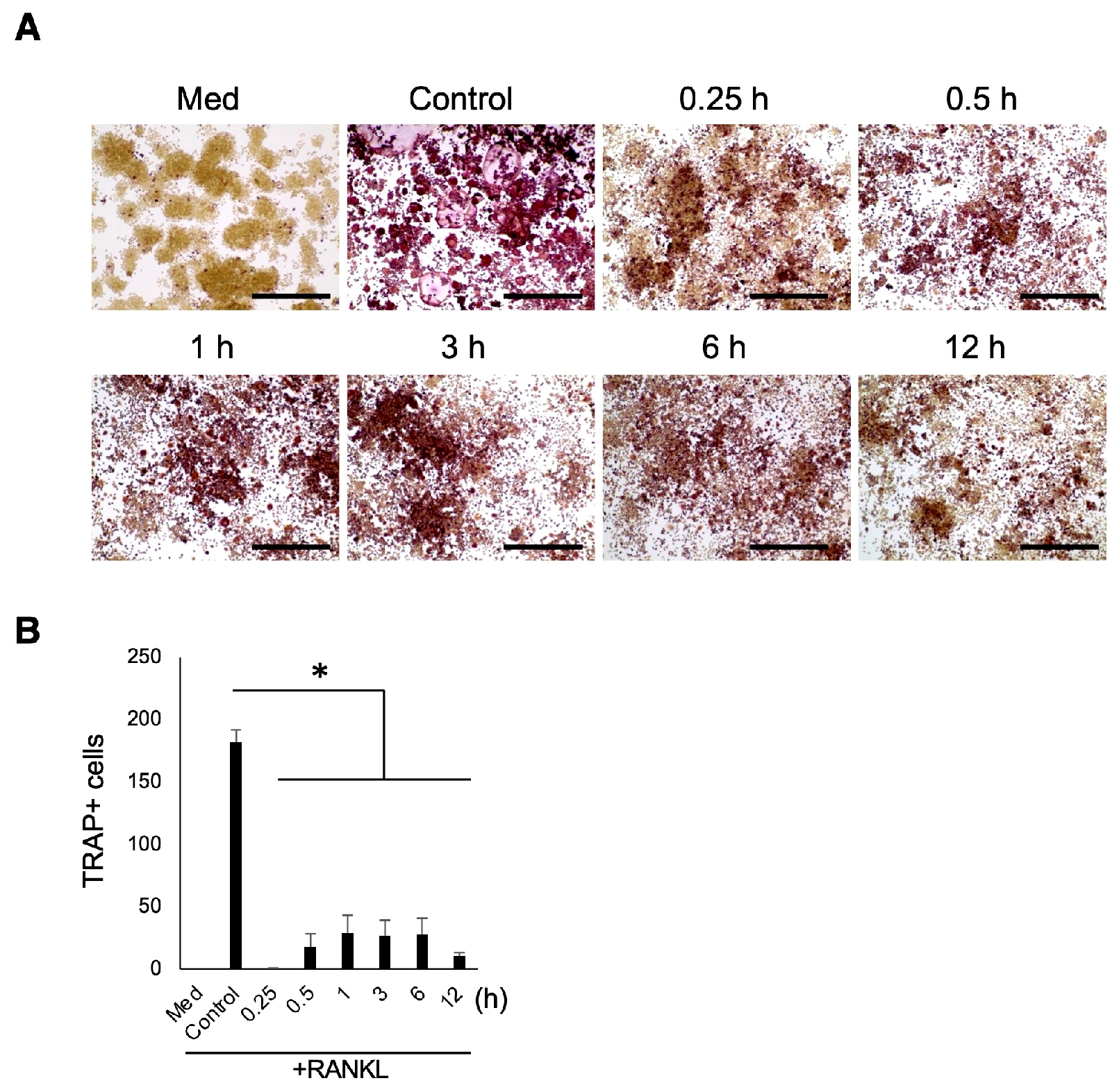 Biomedicines 12 01835 g008 Biomedicines 12 01835 g008