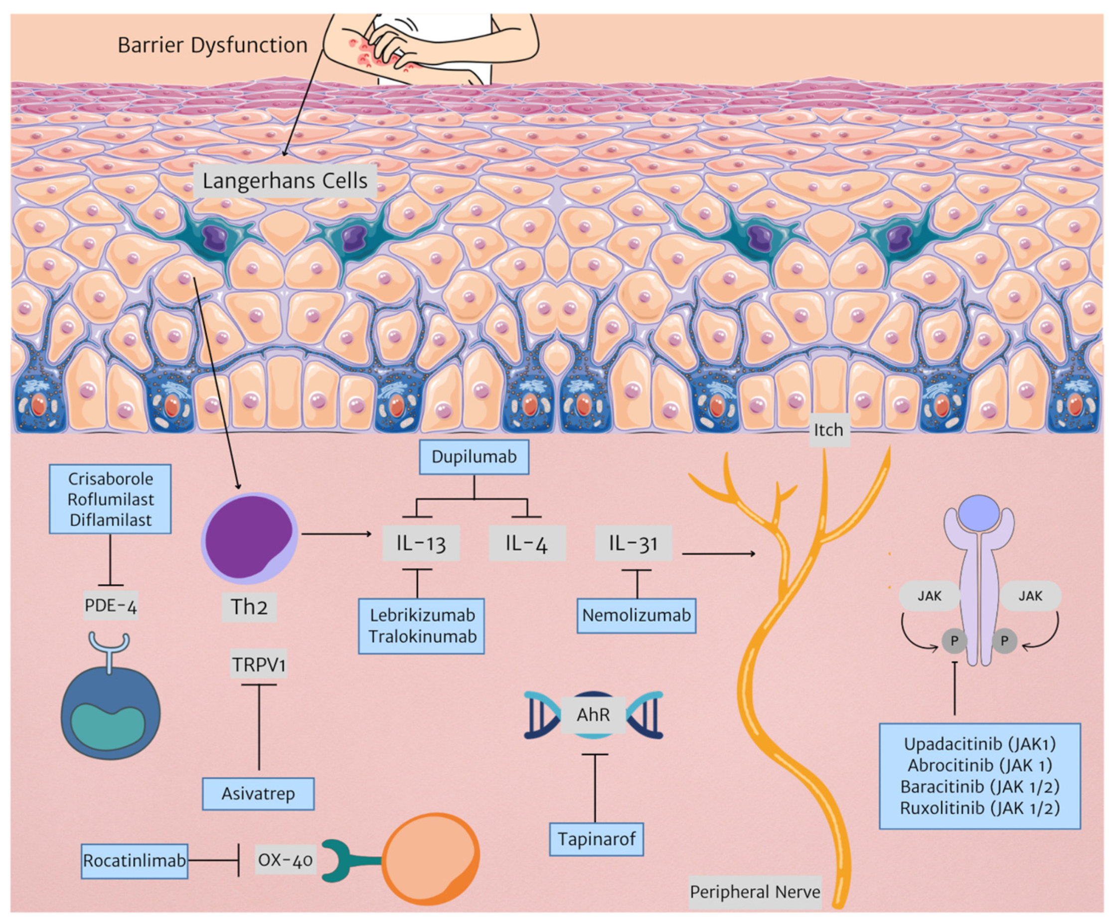 Biomedicines 12 01841 g001