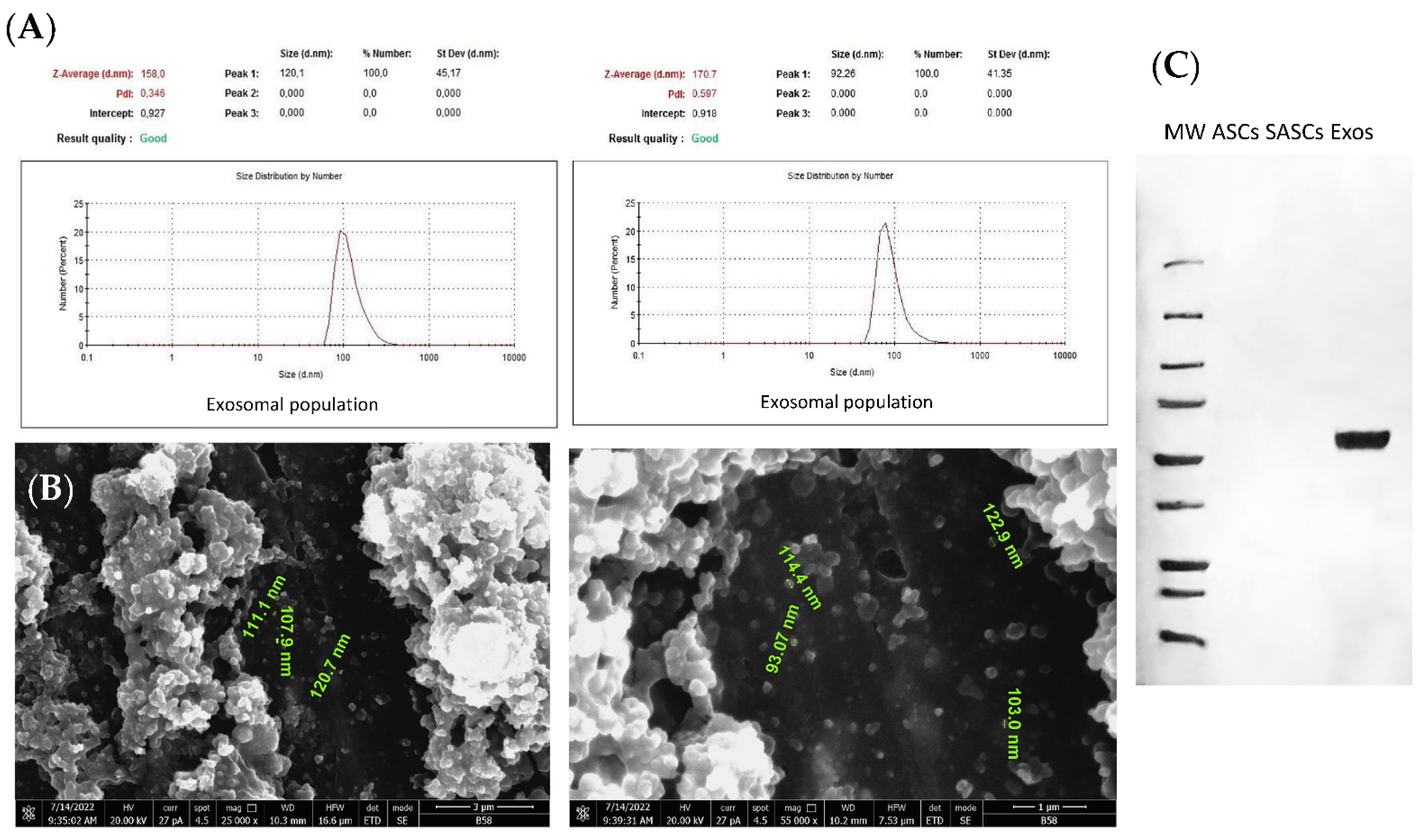 Biomedicines 12 01842 g001