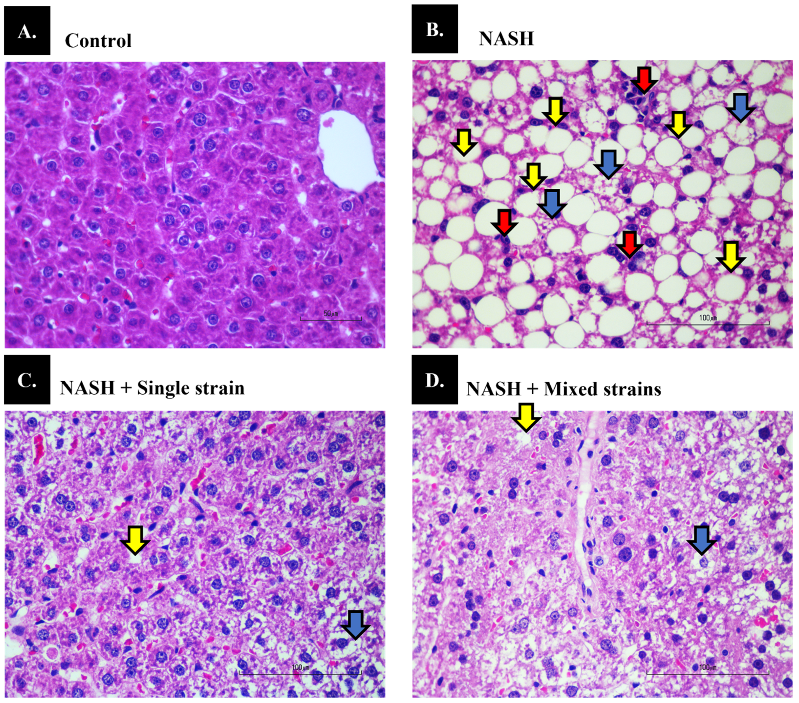 Biomedicines 12 01847 g001 Biomedicines 12 01847 g001
