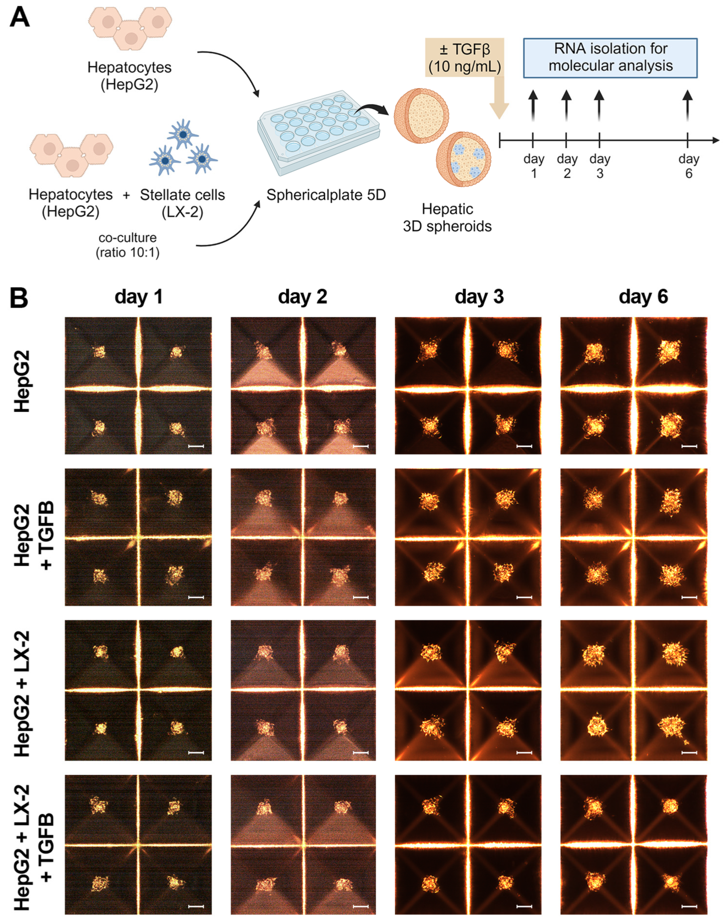 Biomedicines 12 01849 g001a Biomedicines 12 01849 g001a