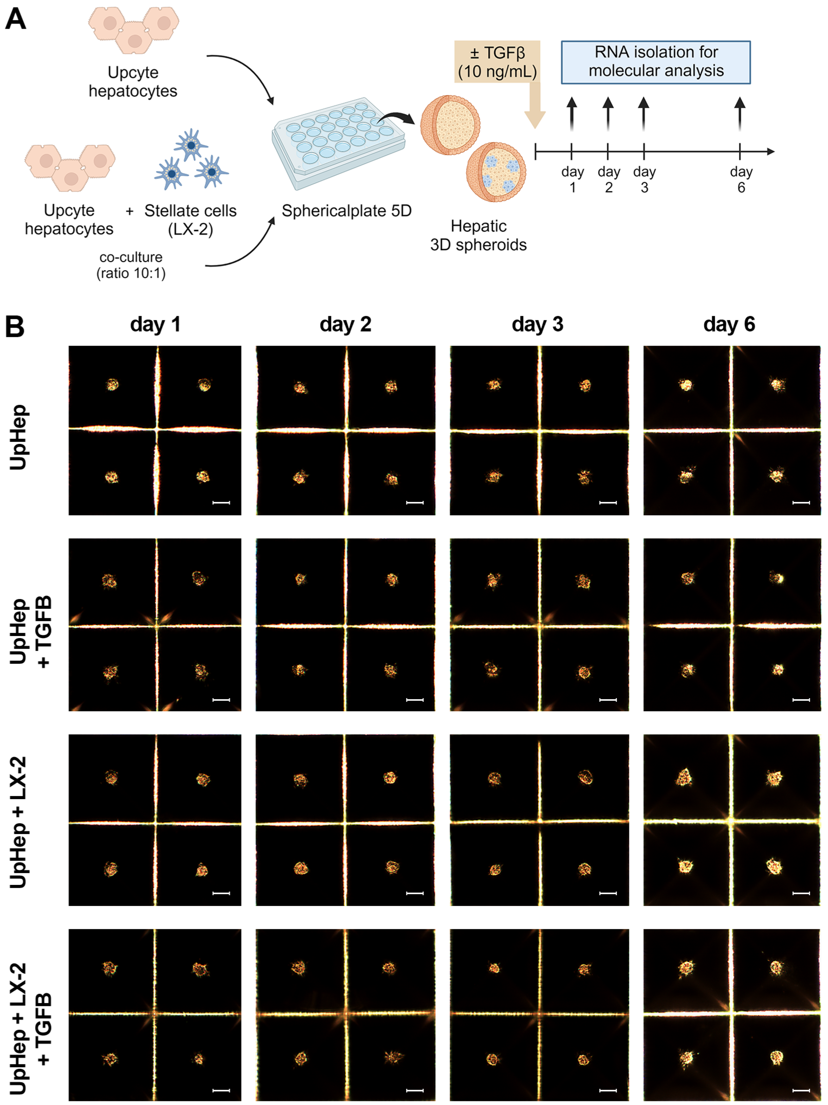 Biomedicines 12 01849 g002a Biomedicines 12 01849 g002a