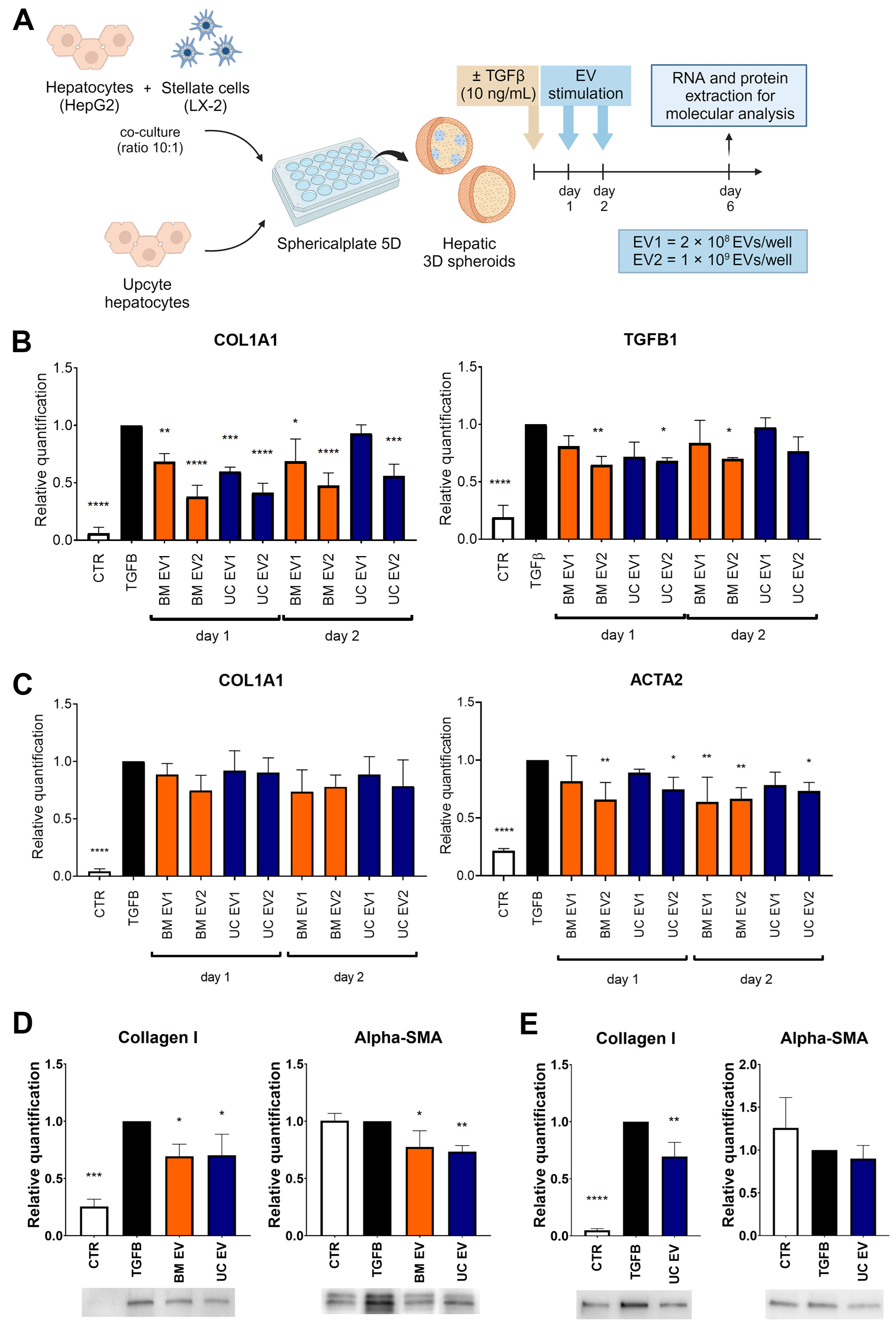 Biomedicines 12 01849 g004 Biomedicines 12 01849 g004