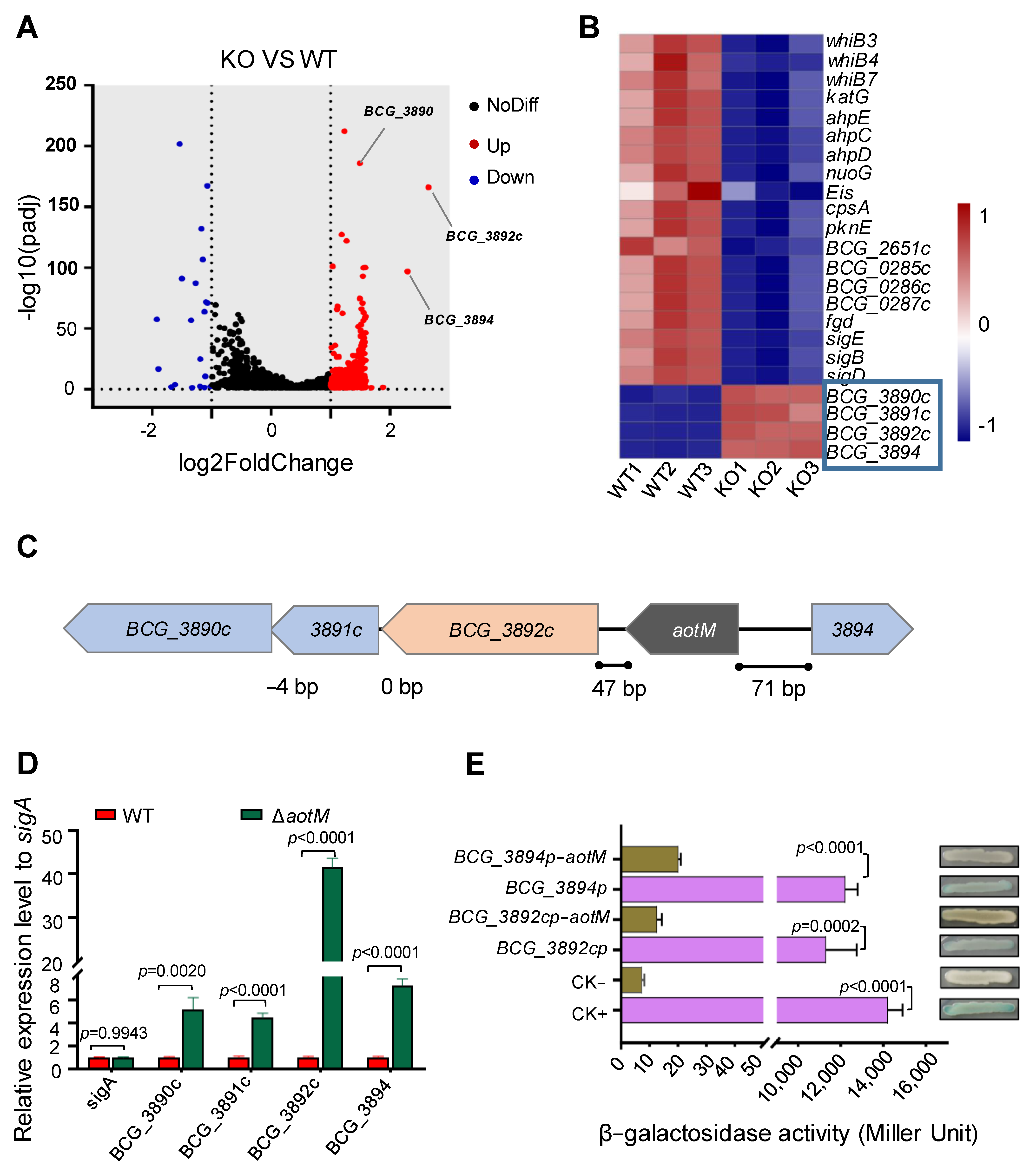 Biomedicines 12 01872 g004