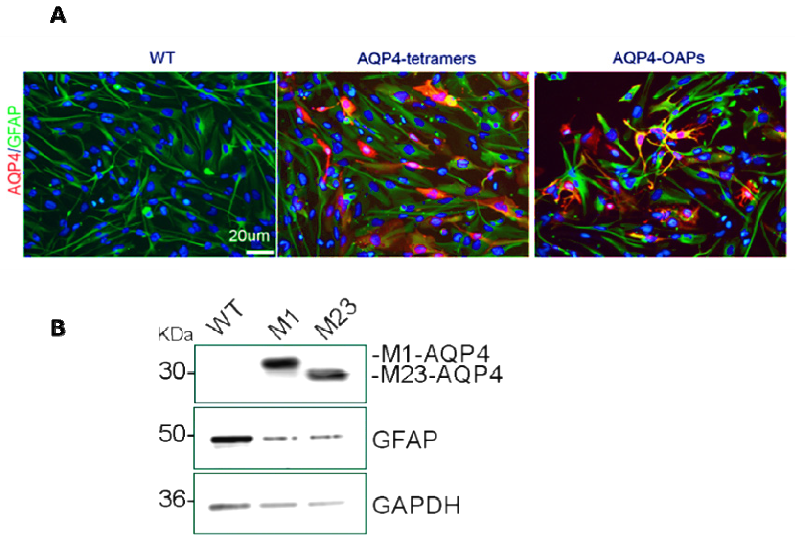 Biomedicines 12 01891 g001