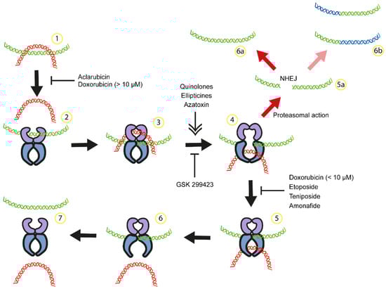 Biomedicines 12 01915 g001