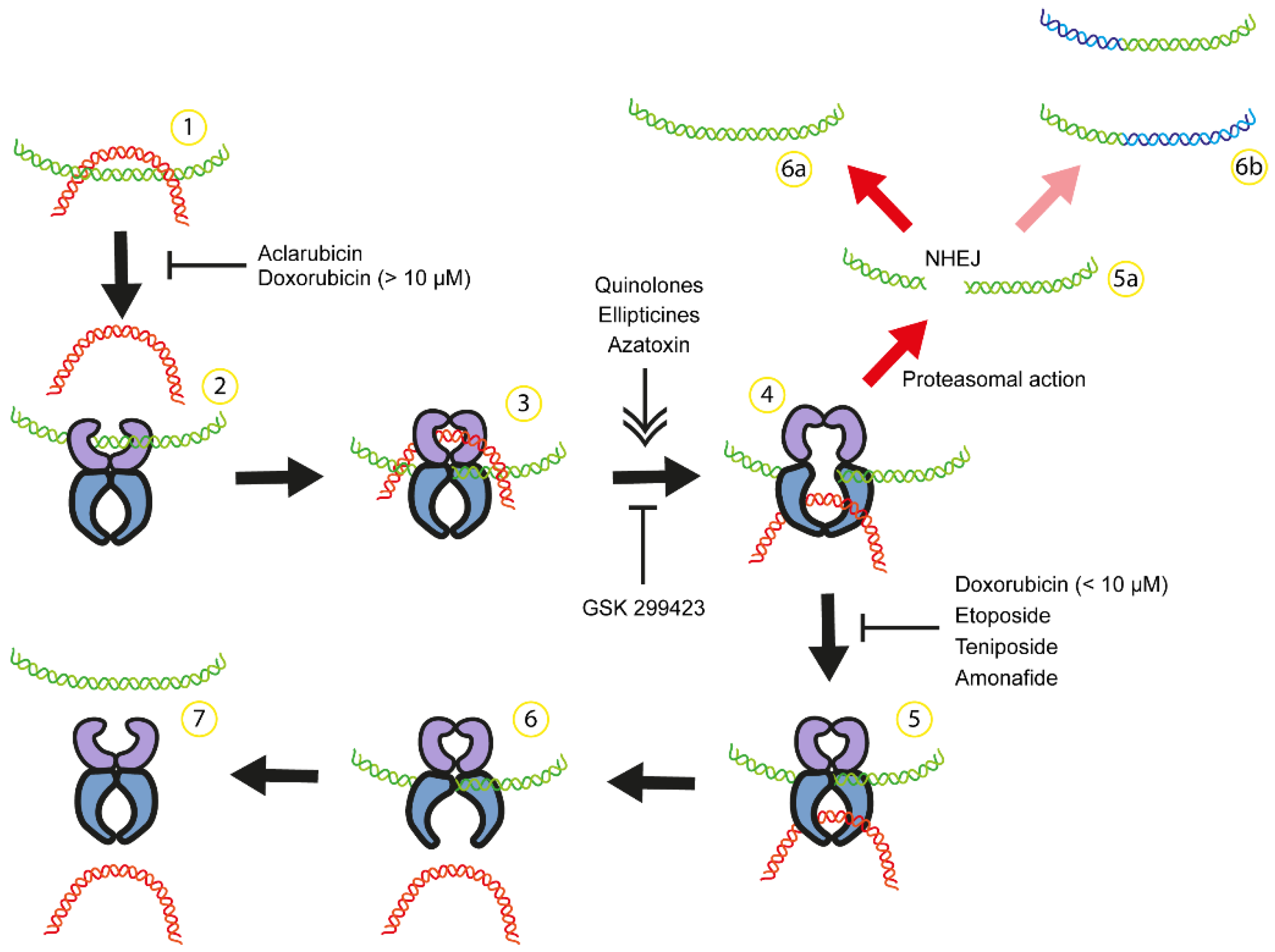 Biomedicines 12 01915 g001