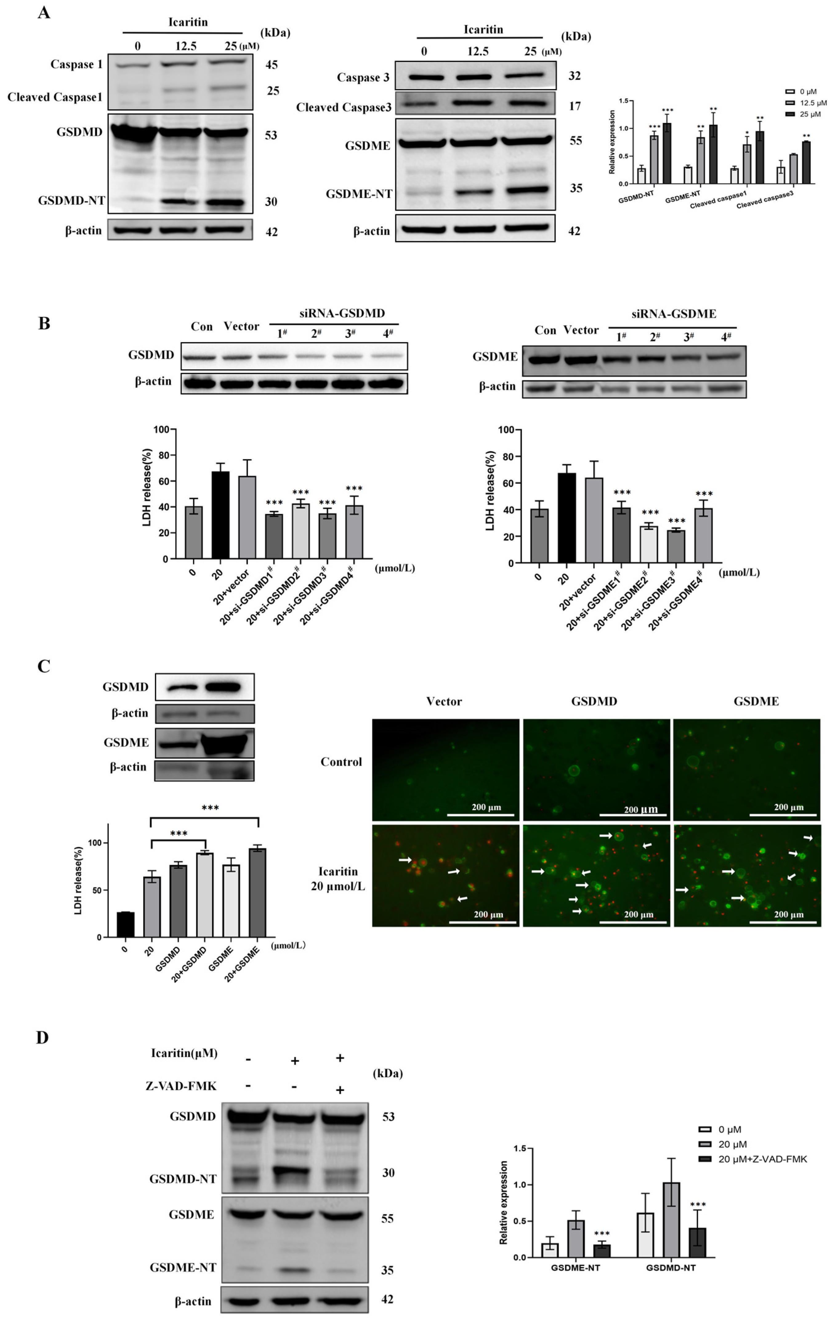 Biomedicines 12 01917 g003