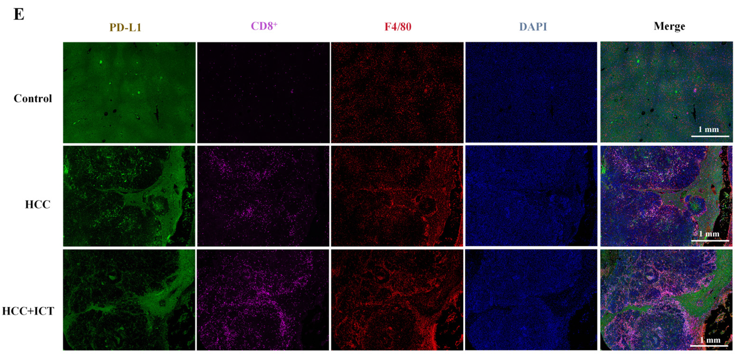 Biomedicines 12 01917 g005b