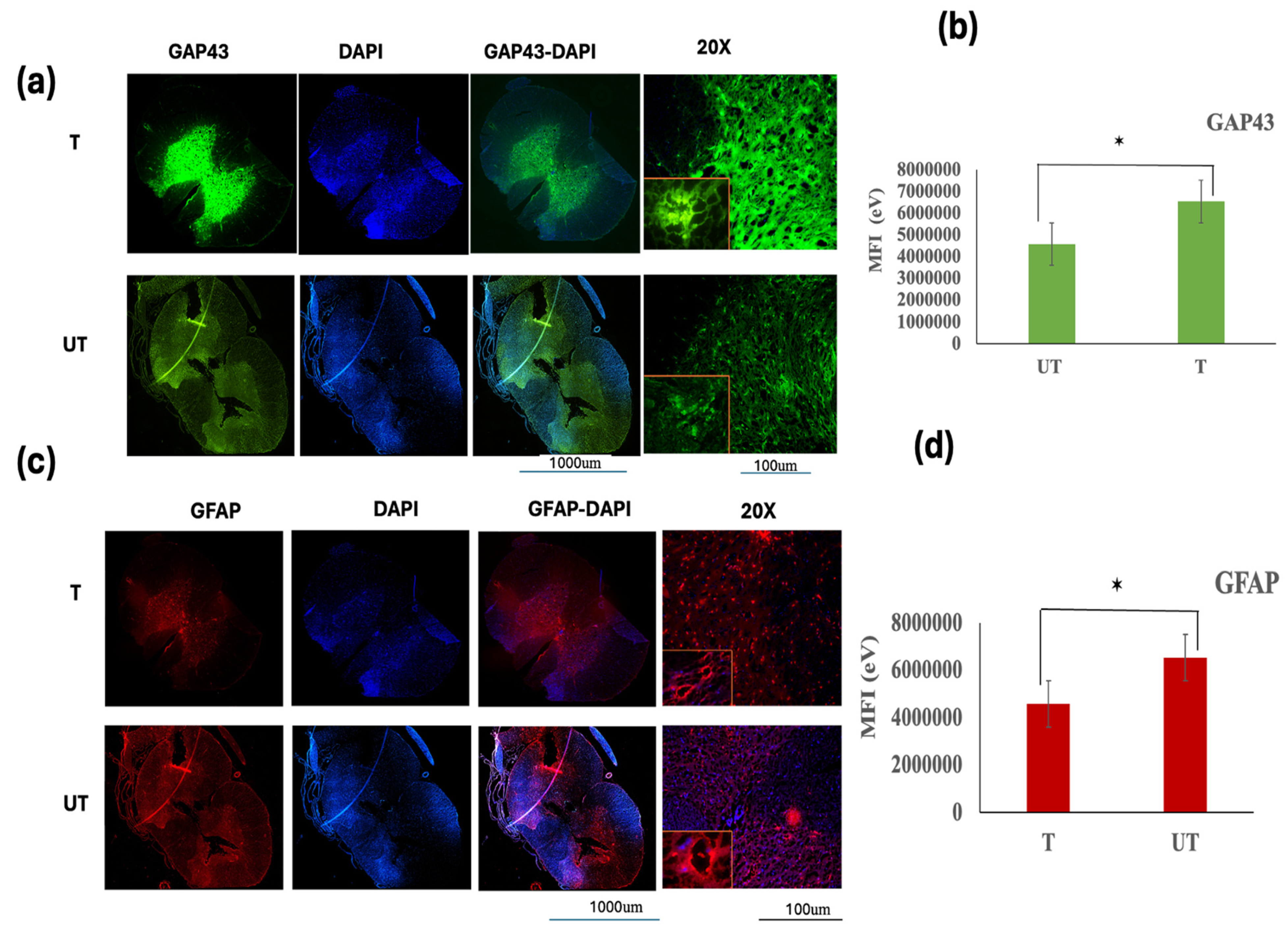 Biomedicines 12 01920 g006 Biomedicines 12 01920 g006