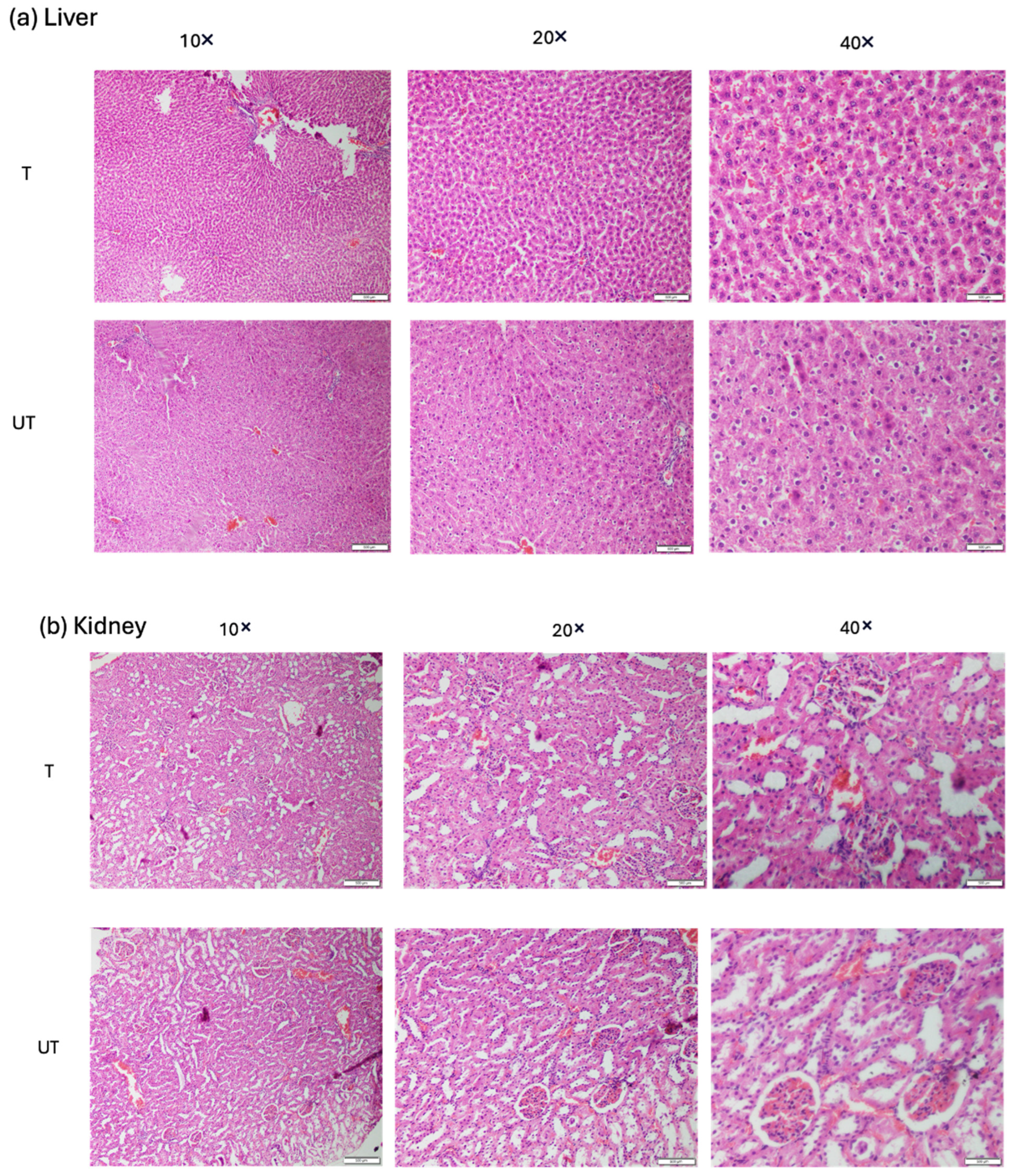 Biomedicines 12 01920 g008 Biomedicines 12 01920 g008
