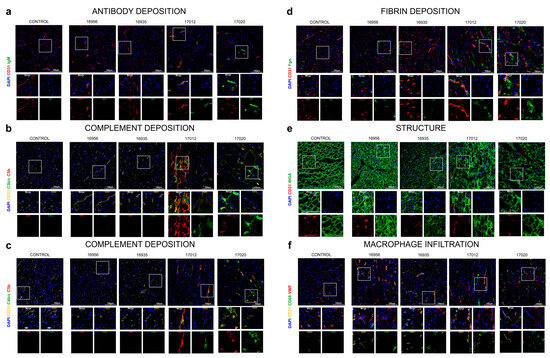 Biomedicines 12 01927 g008