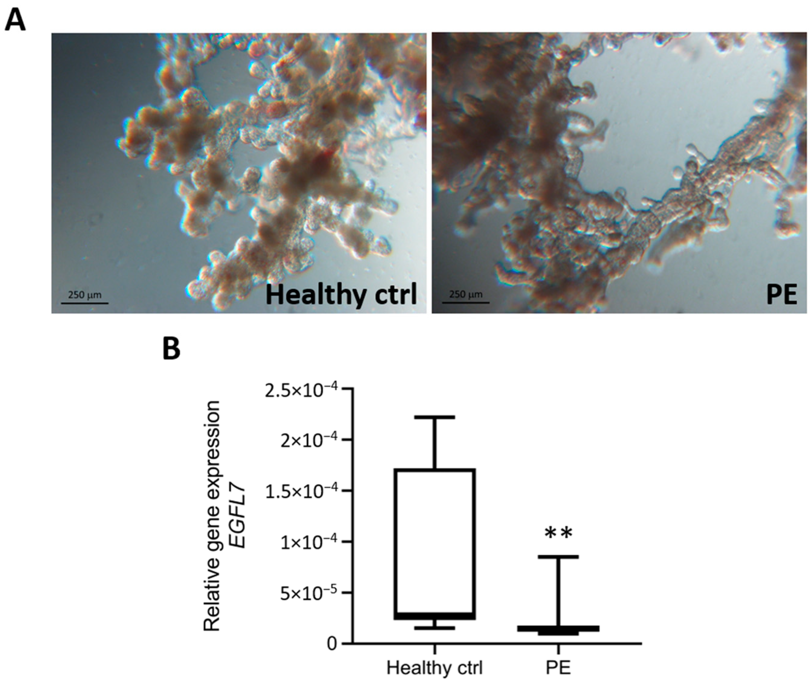 Biomedicines 12 01929 g001 Biomedicines 12 01929 g001
