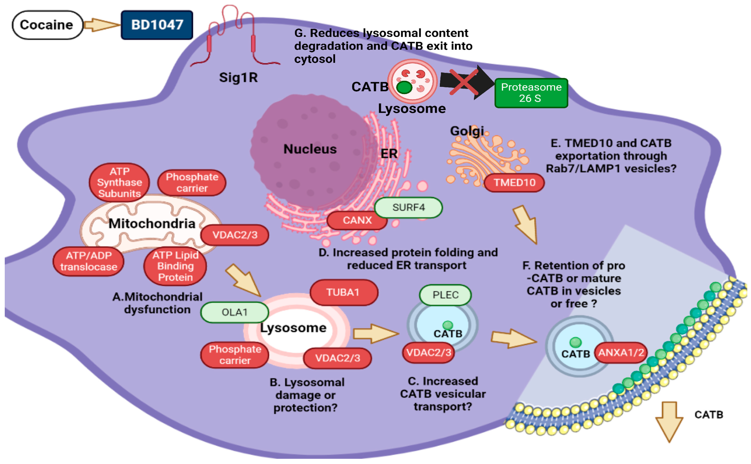 Biomedicines 12 01934 g006