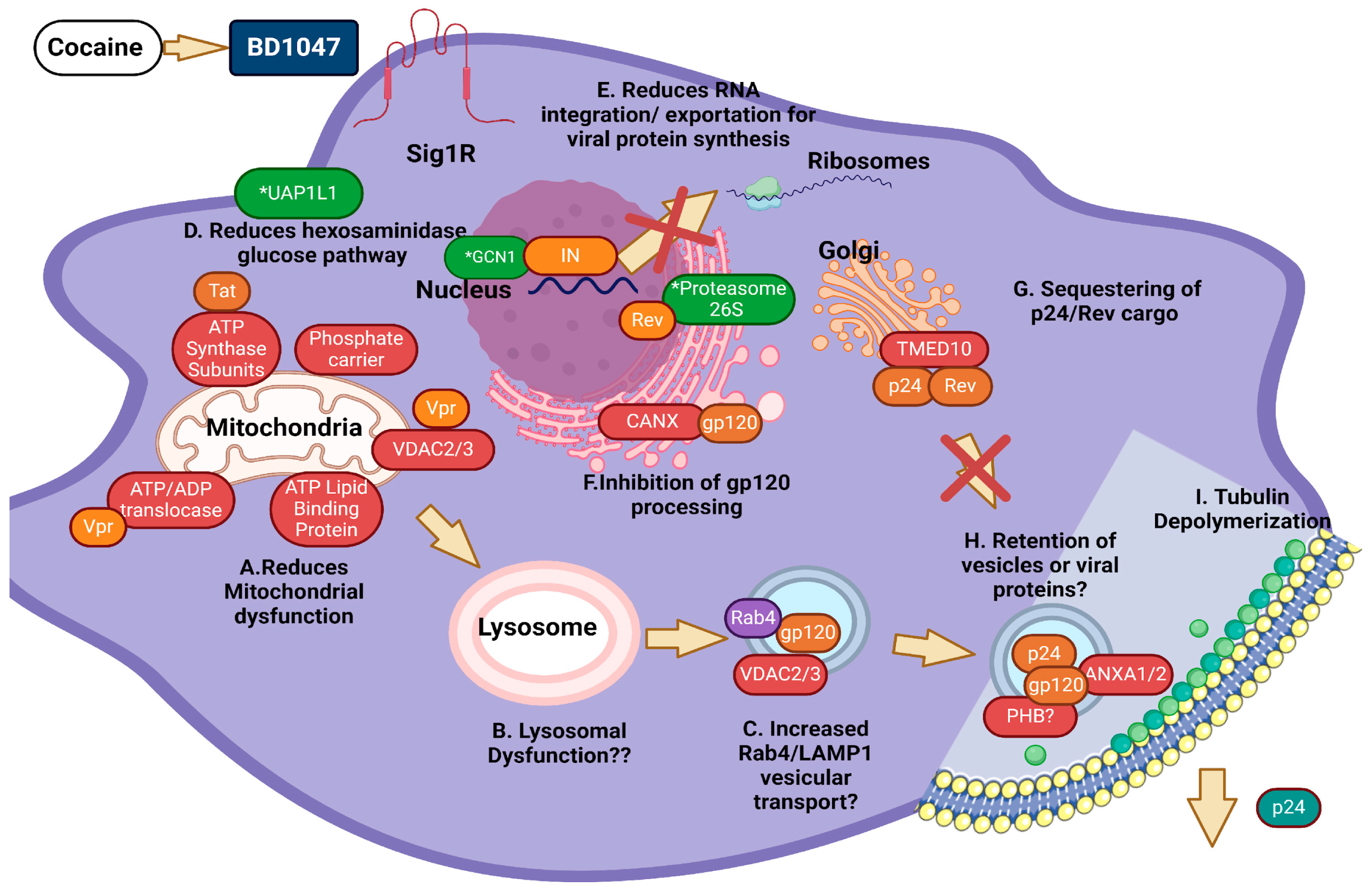 Biomedicines 12 01934 g007